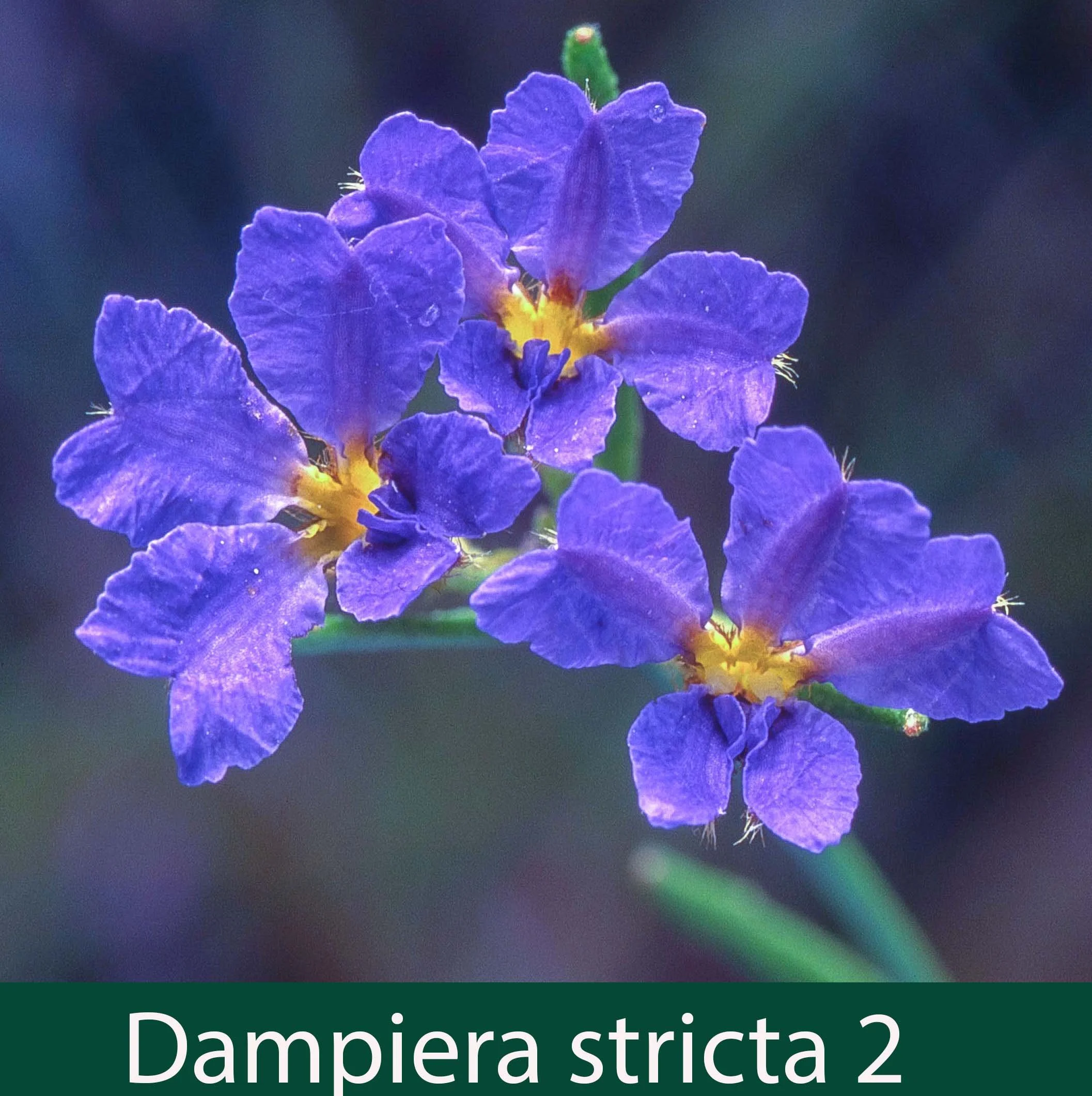 Dampiera stricta 2_.jpg