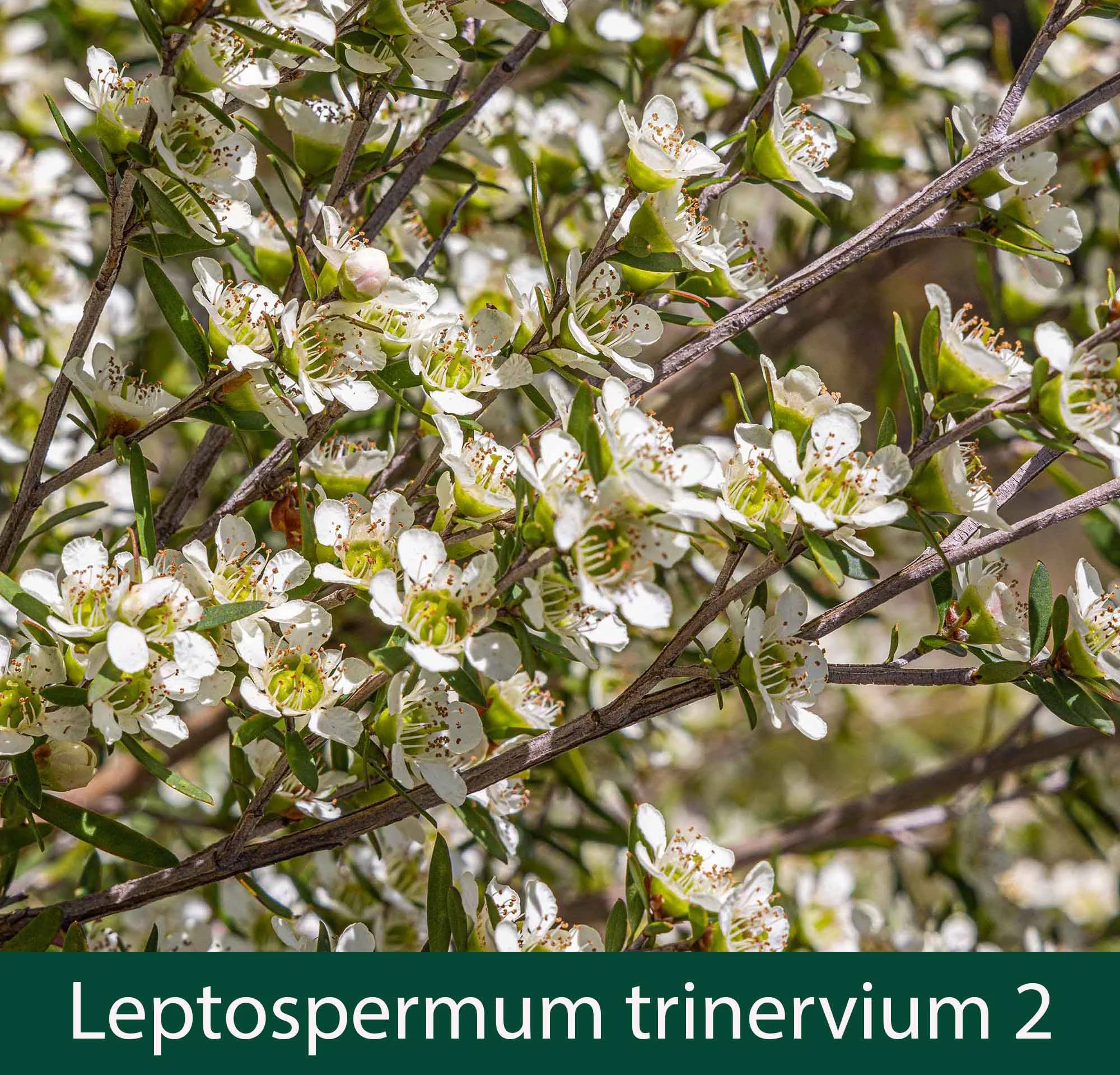 Leptospermum trinervium 2.jpg