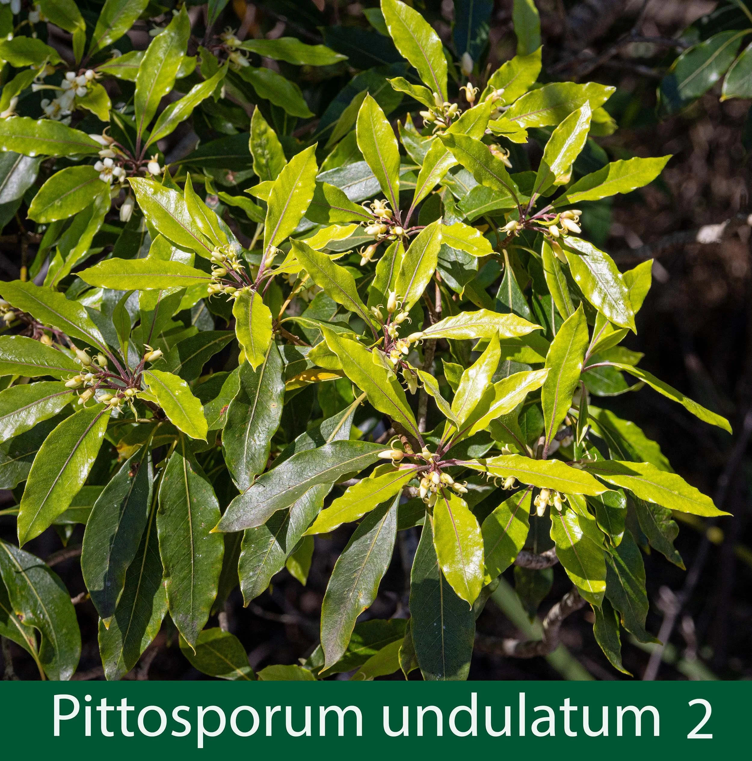 Pittosporum undulatum 2 .jpg
