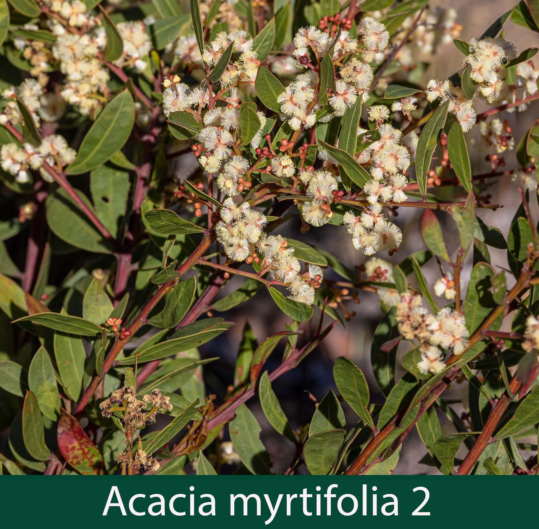 Acacia myrtifolia 2.jpg