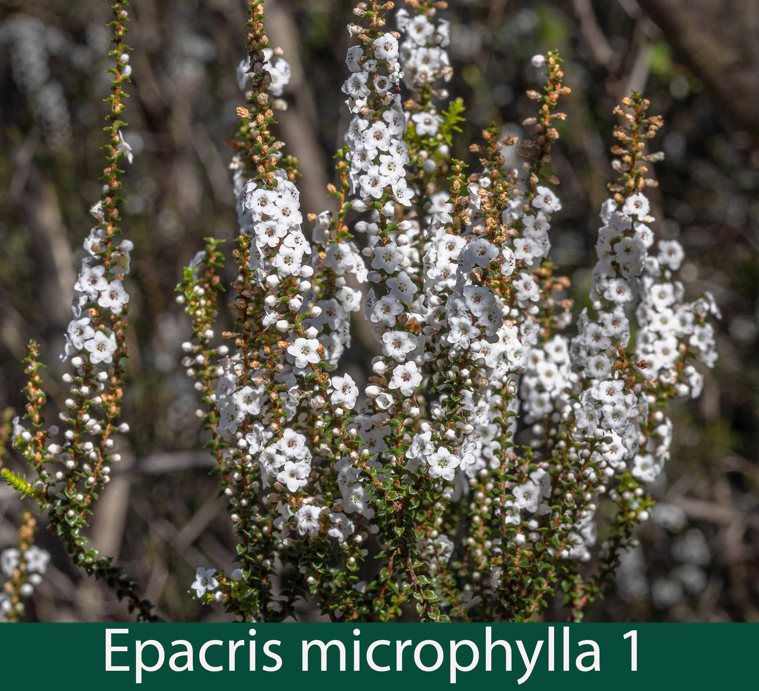 Epacris microphylla 1_.jpg