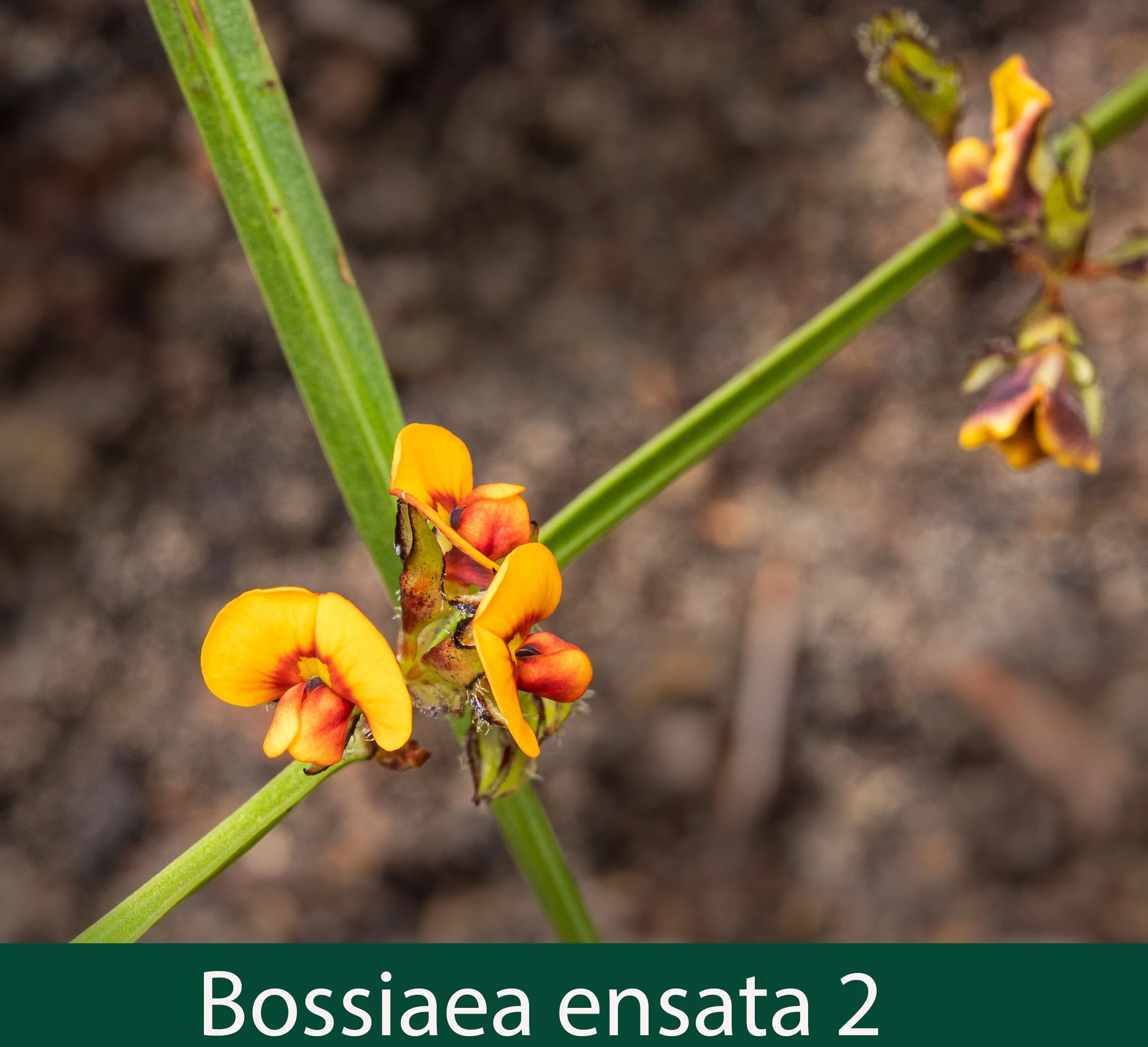 Bossiaea ensata 2_.jpg