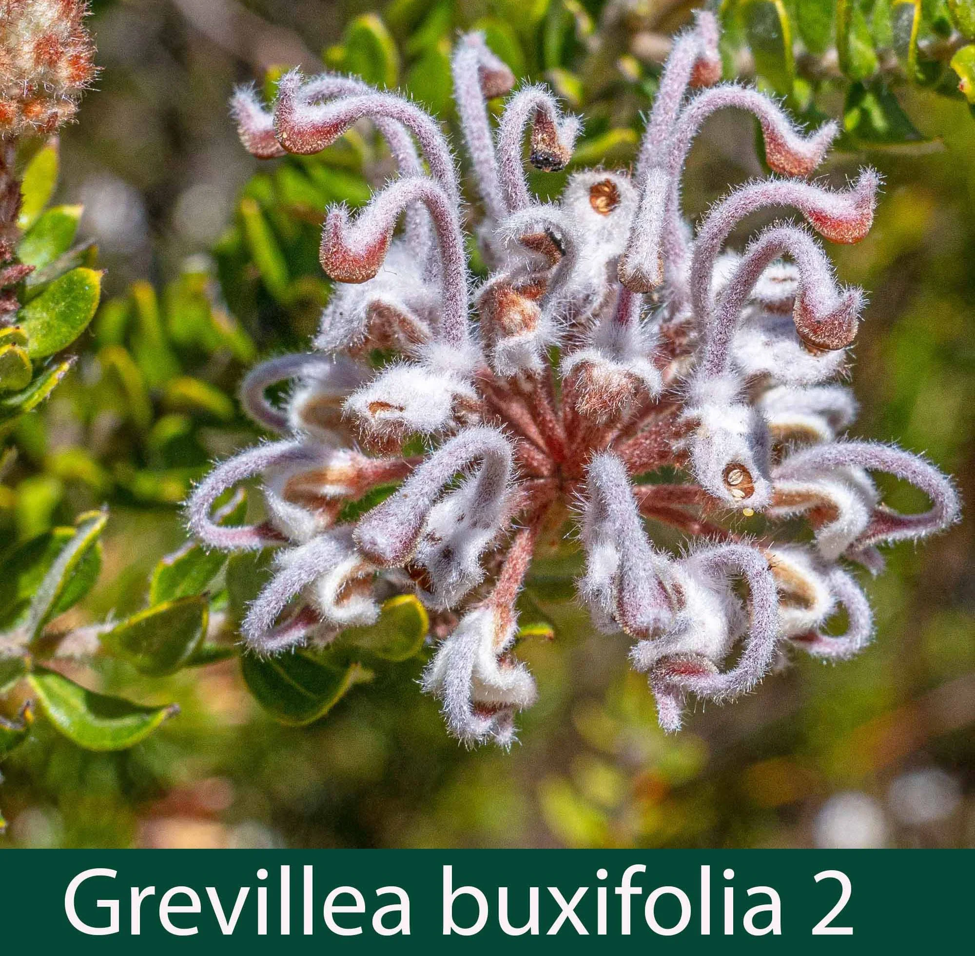 Grevillea buxifolia 2_.jpg