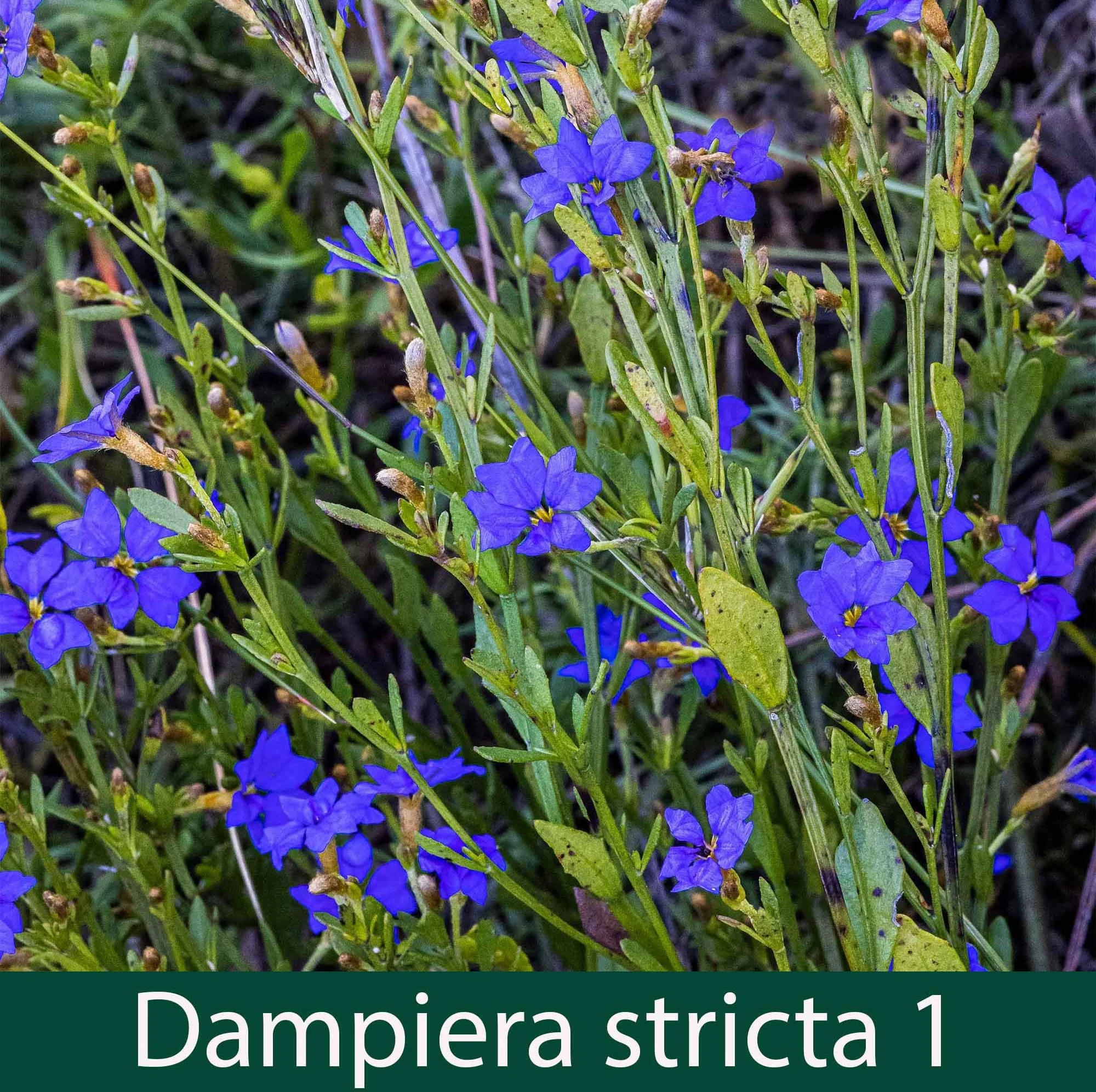 Dampiera stricta 1_.jpg