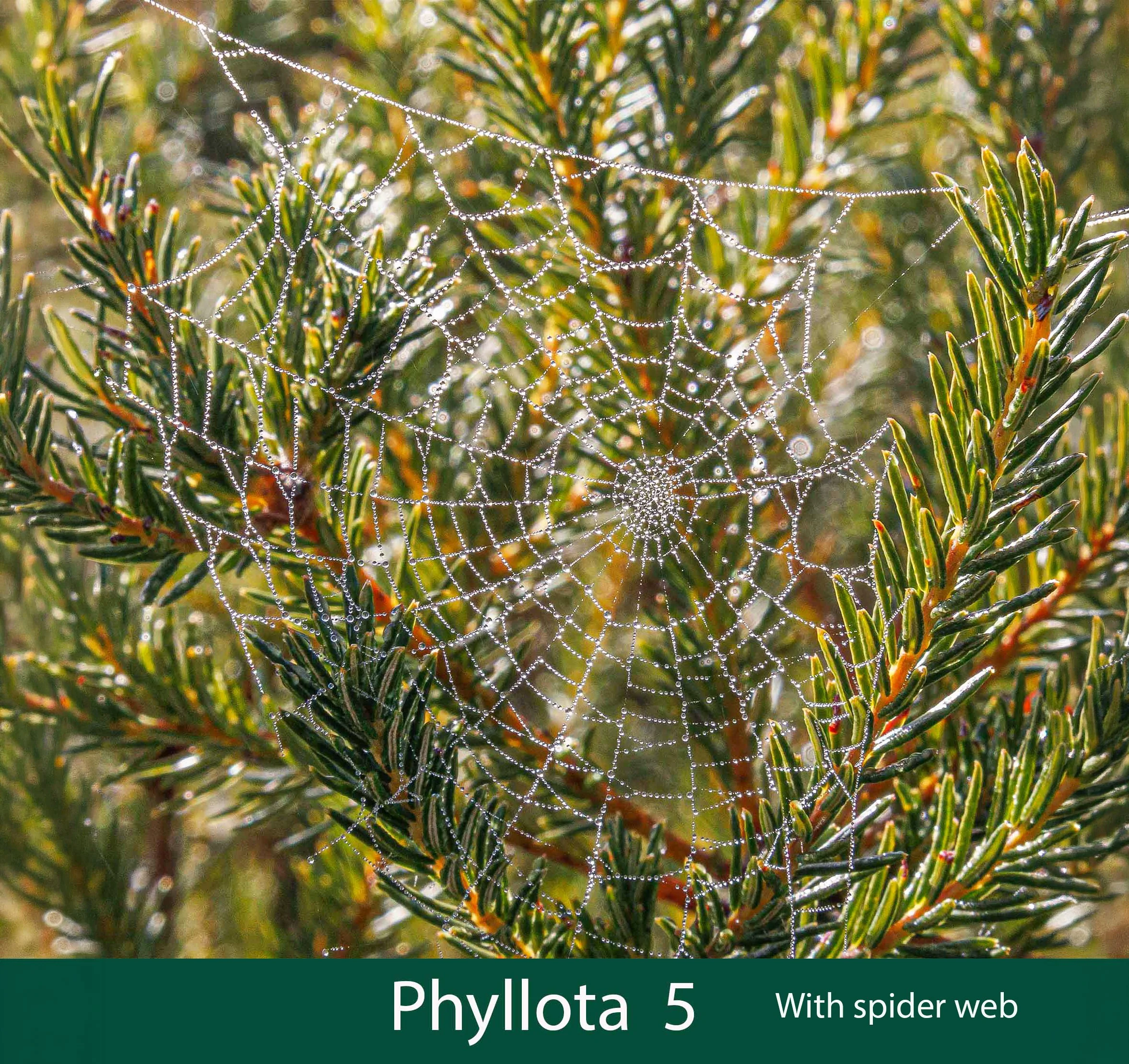 Phyllota 5 with spider web.jpg