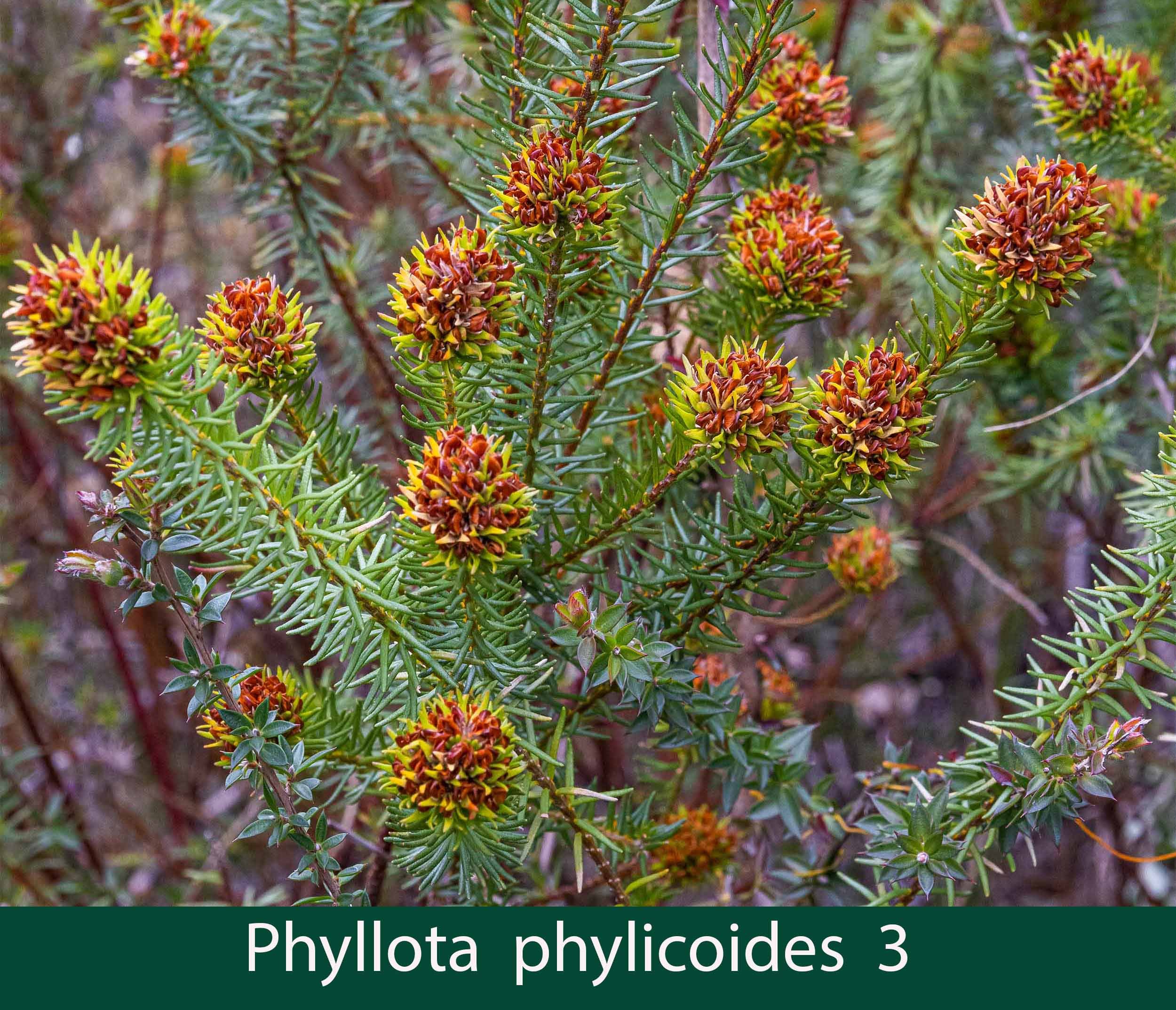 Phyllota phylicoides 3_.jpg