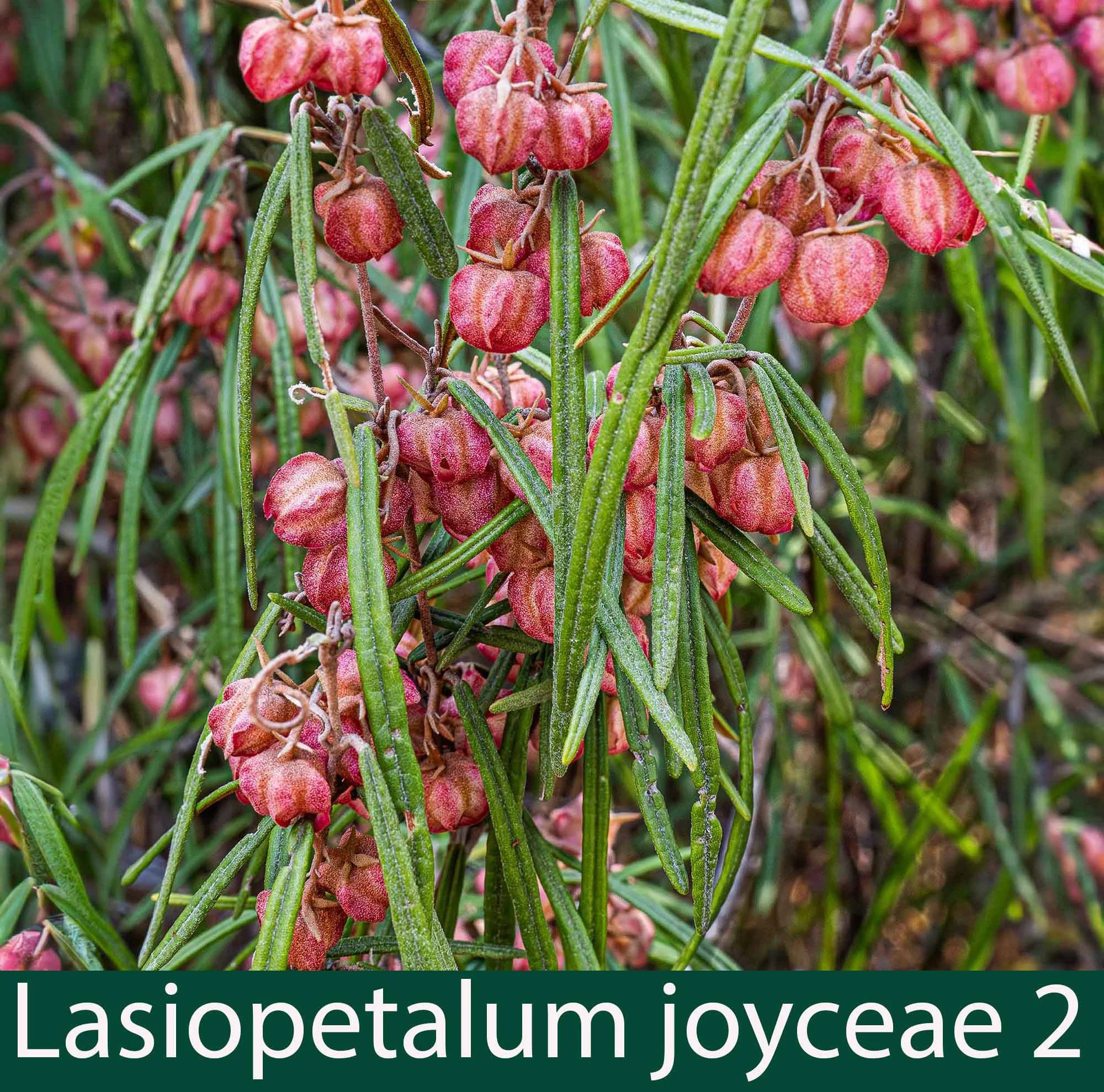 Lasiopetalum joyceae 3.jpg