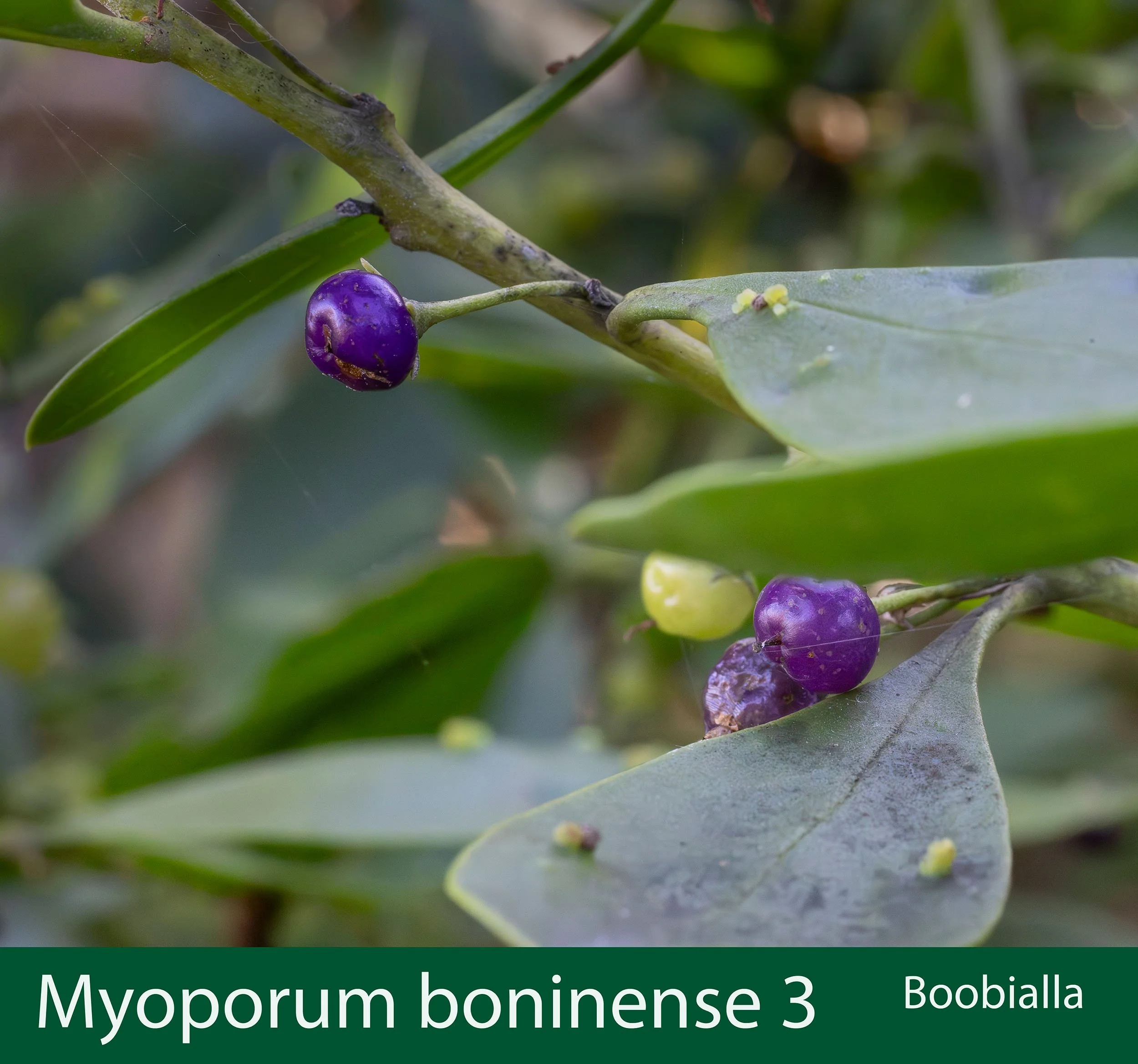 Myoporum boninense ssp australe  3 Boobialla.jpg