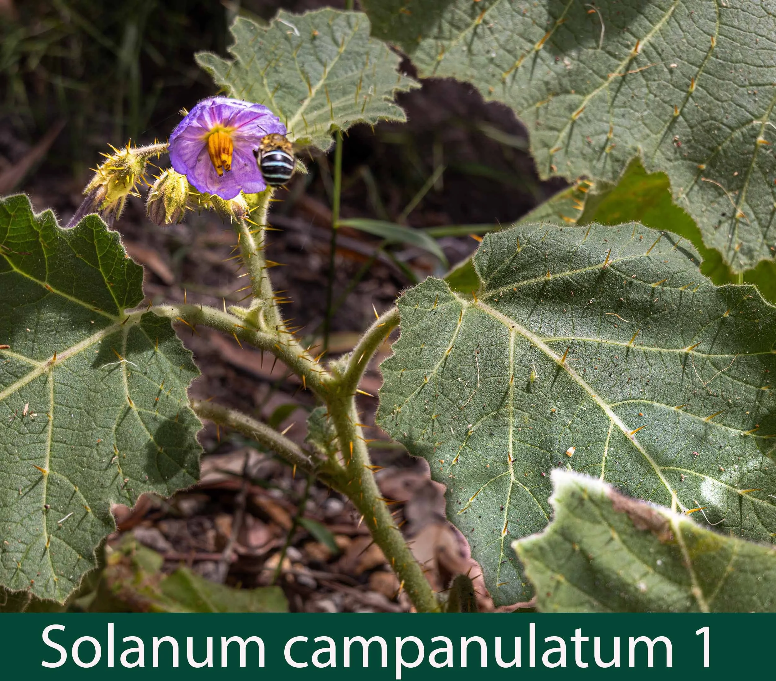 Solanum campanulatum 1.jpg