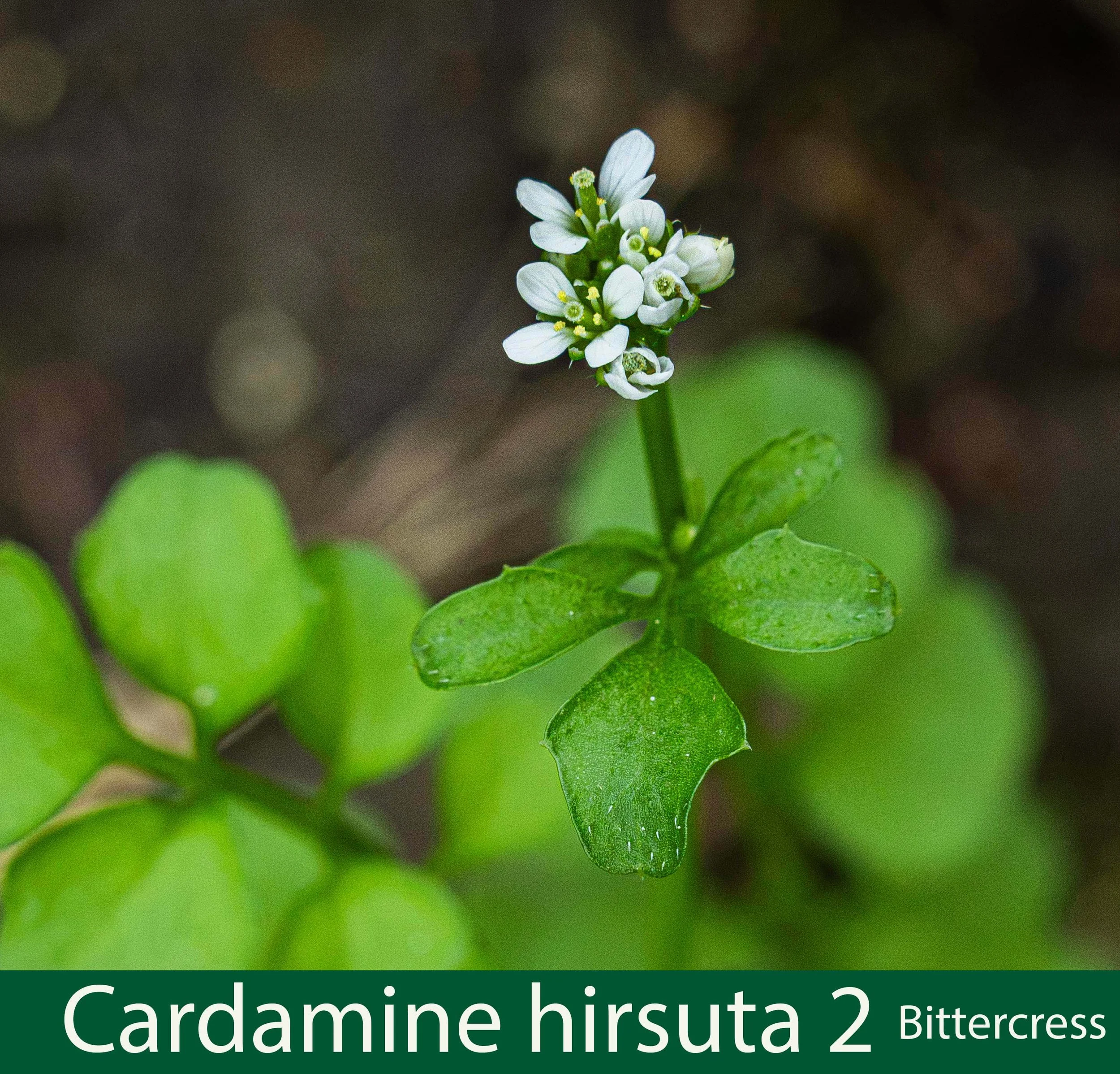 Cardamine hirsuta -2-61A0374 .jpg
