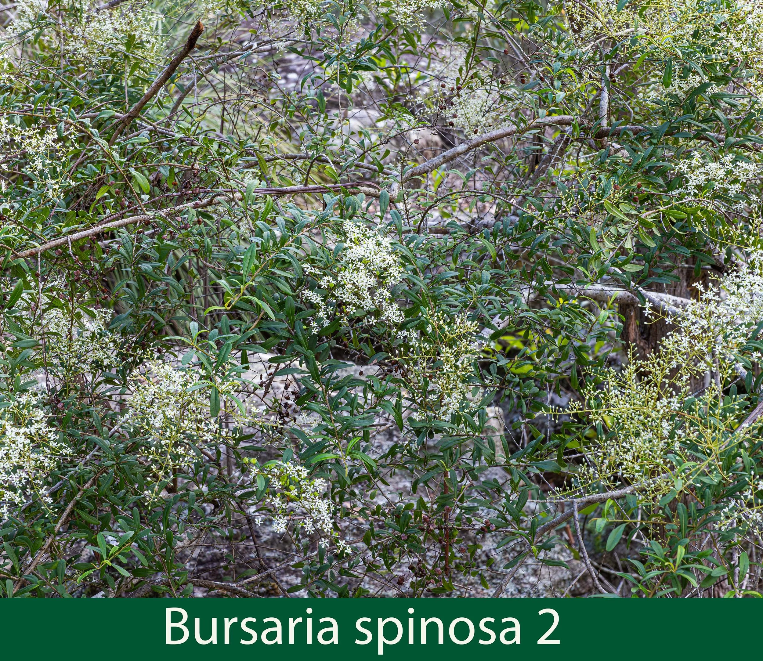 Bursaria spinosa 2-261A2250.jpg