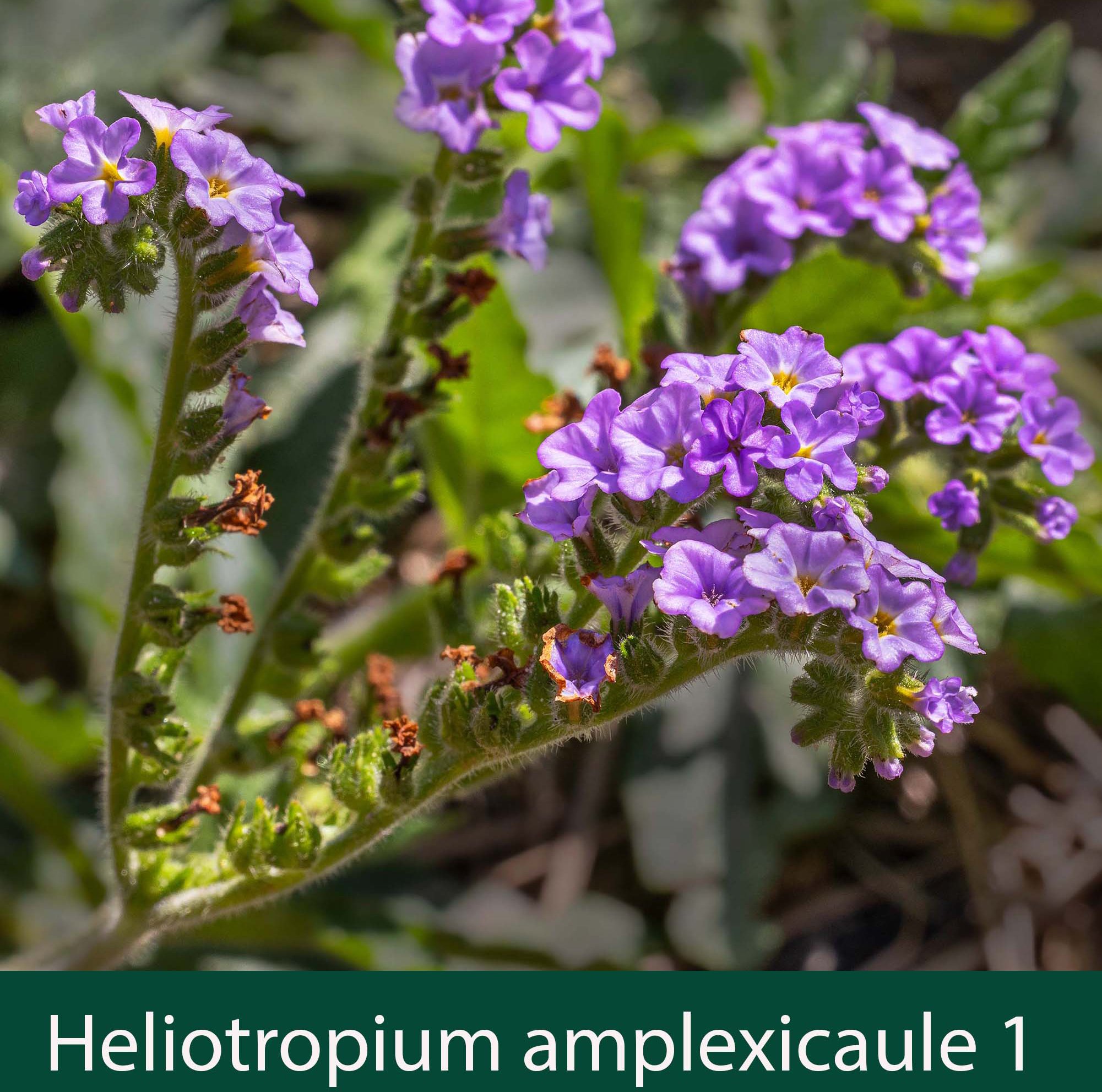 Heliotropium amplexicaule 1 Blue Heliotrope.jpg