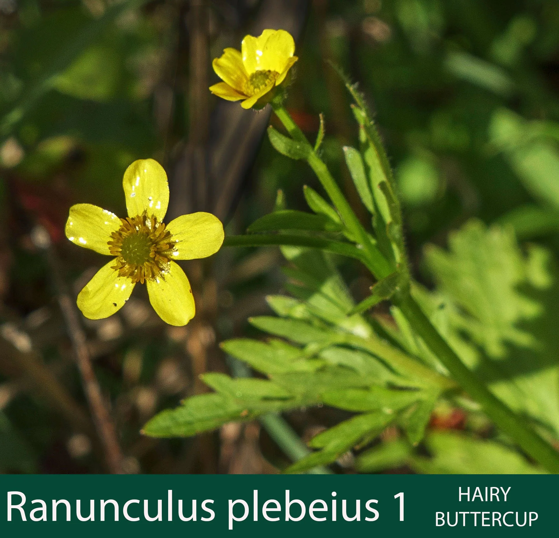 Ranunculus  plebeius 1  Hairy buttercup.jpg