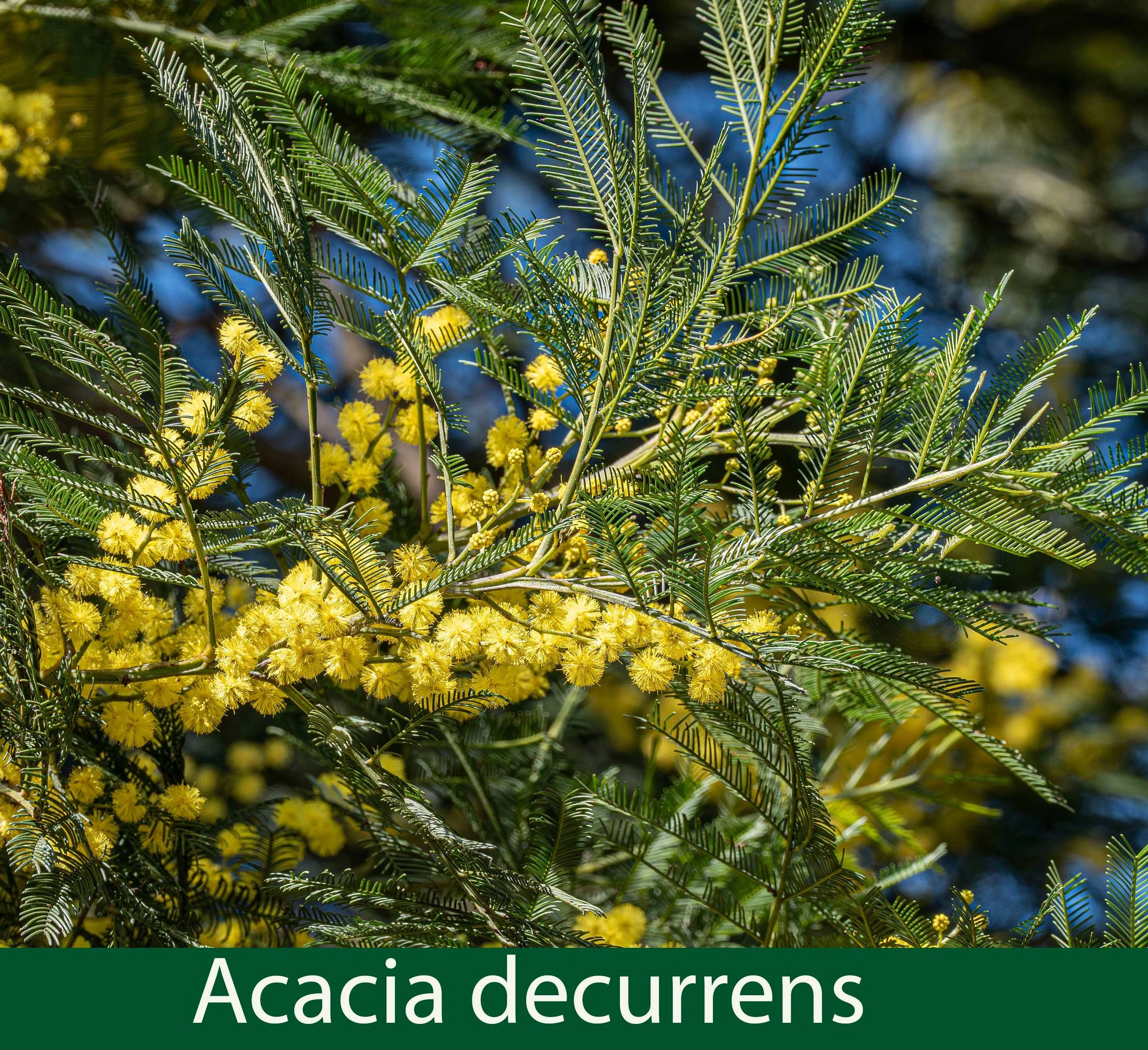 Acacia decurrens-a-P1022036-.jpg