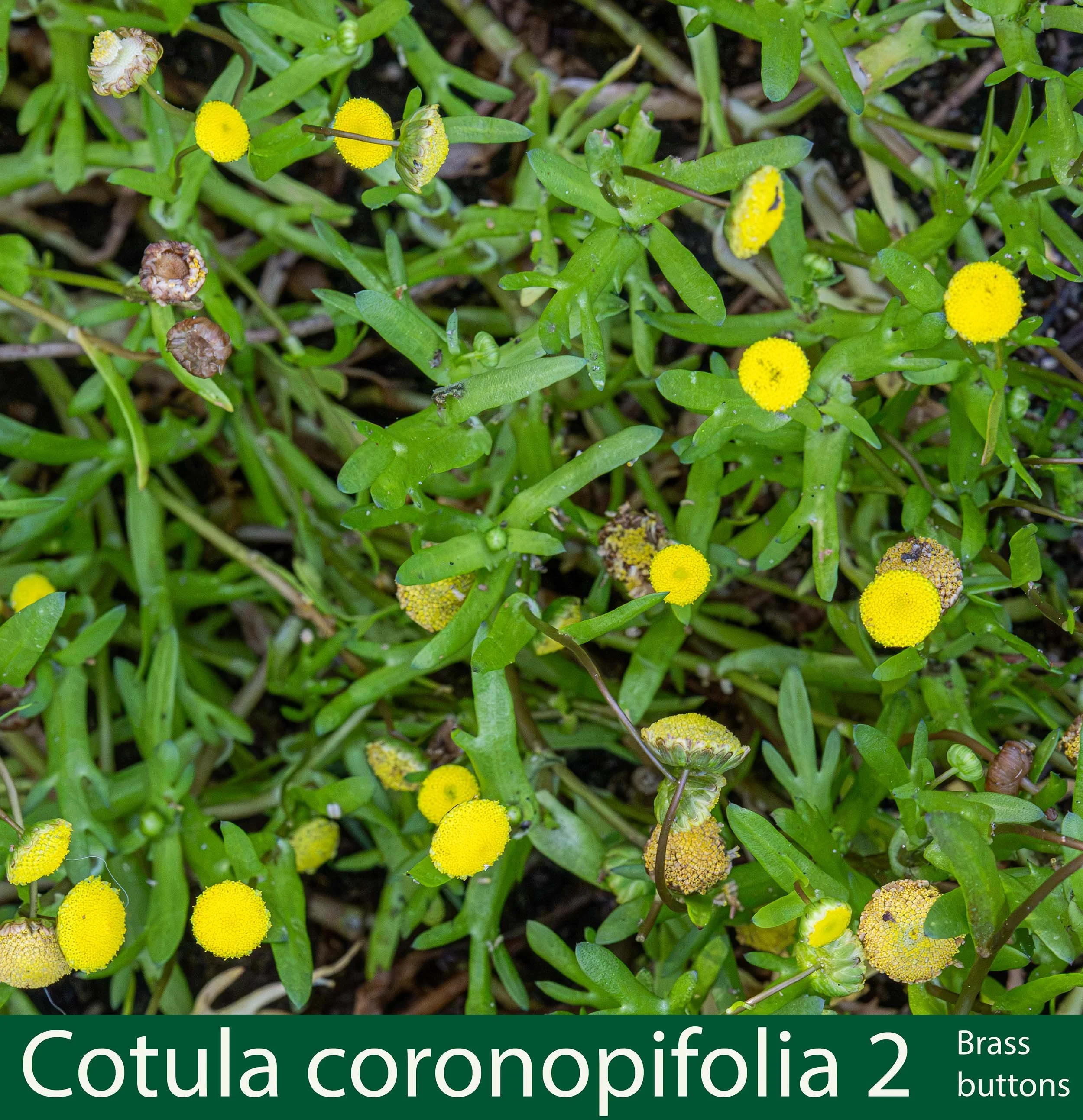 Cotula coronopifolia 2-Brass buttons-261A1486.jpg