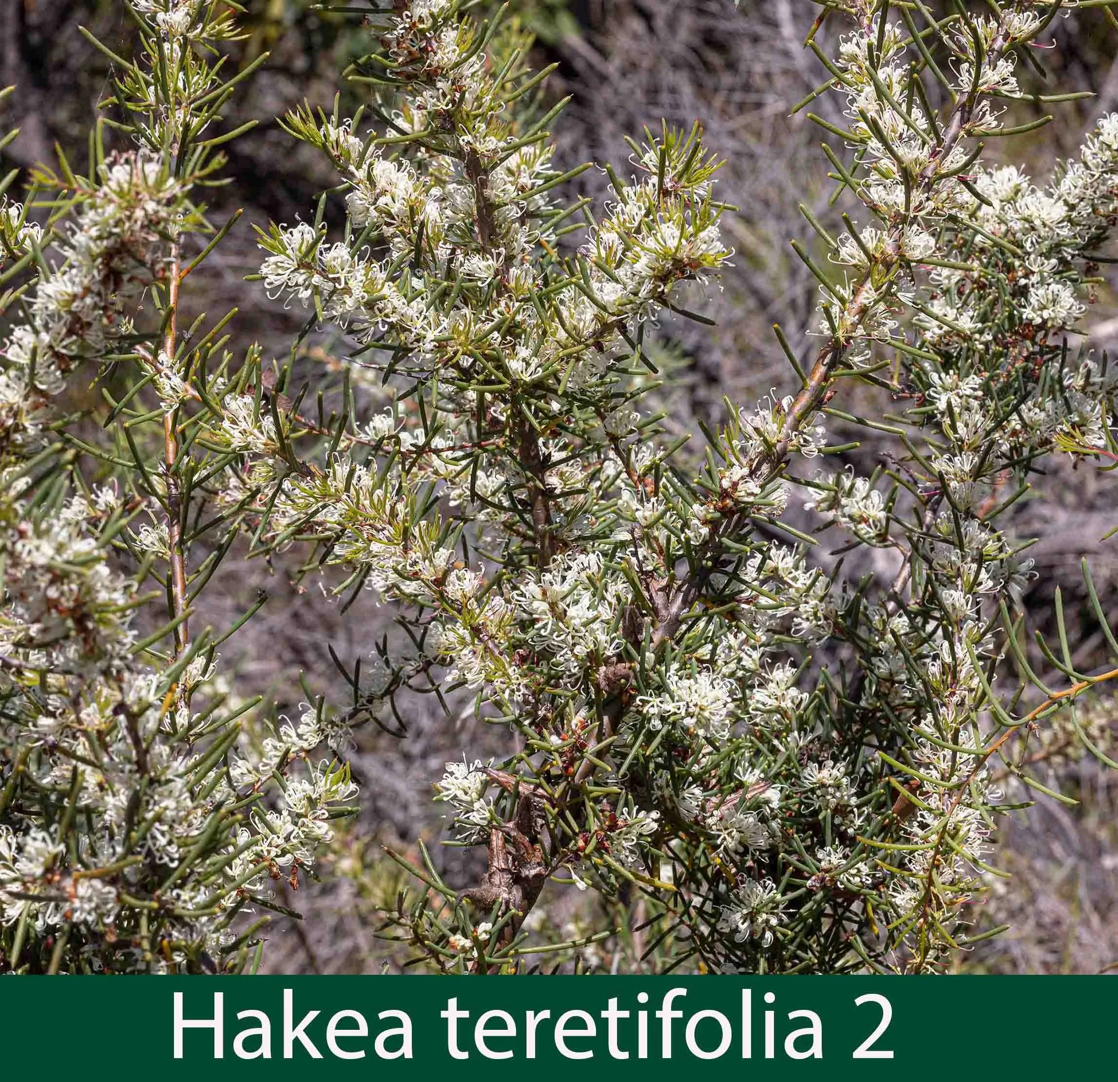 Hakea teretifolia 2_.jpg