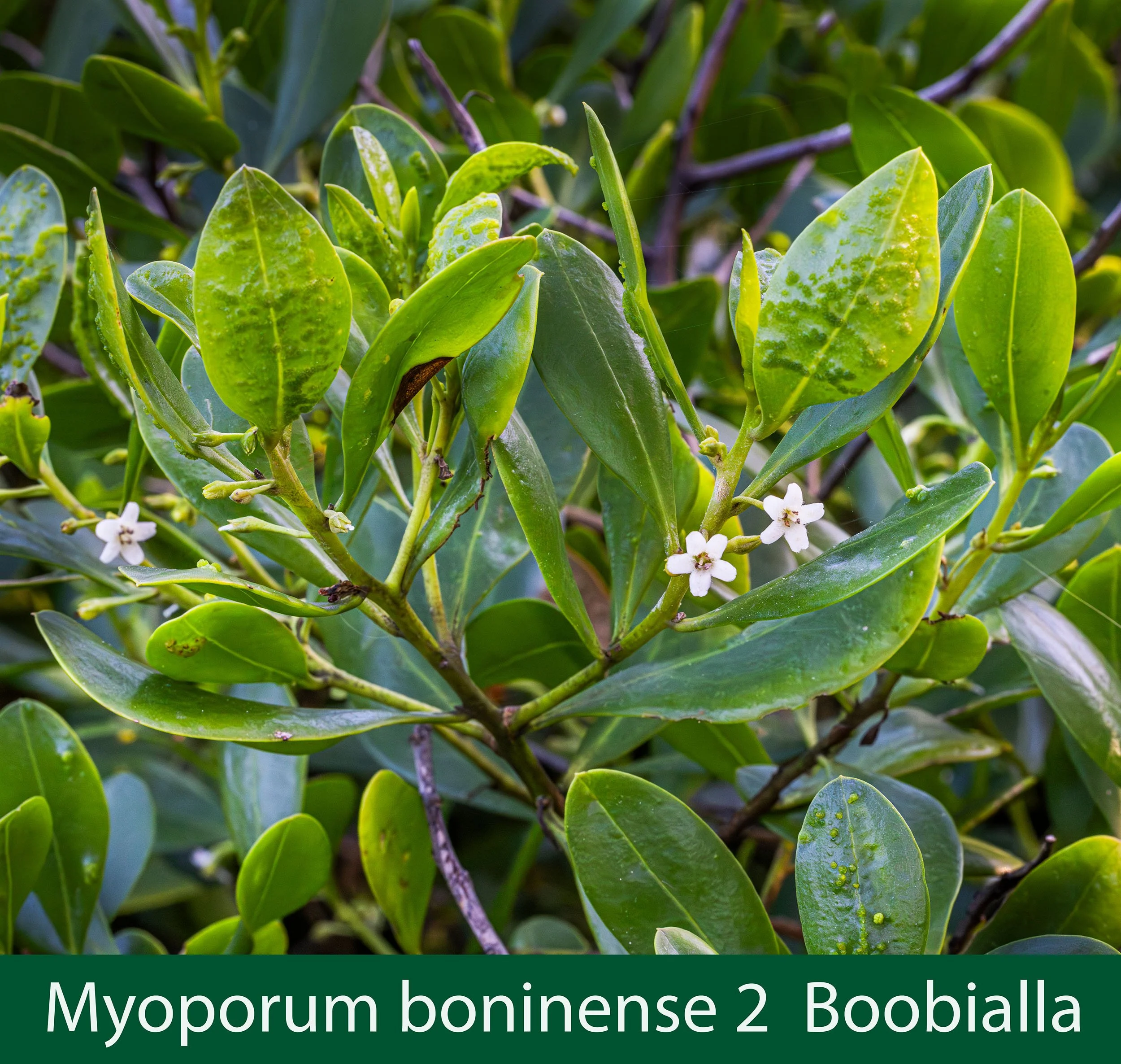 Myoporum boninense ssp australe 2 Boobialla.jpg