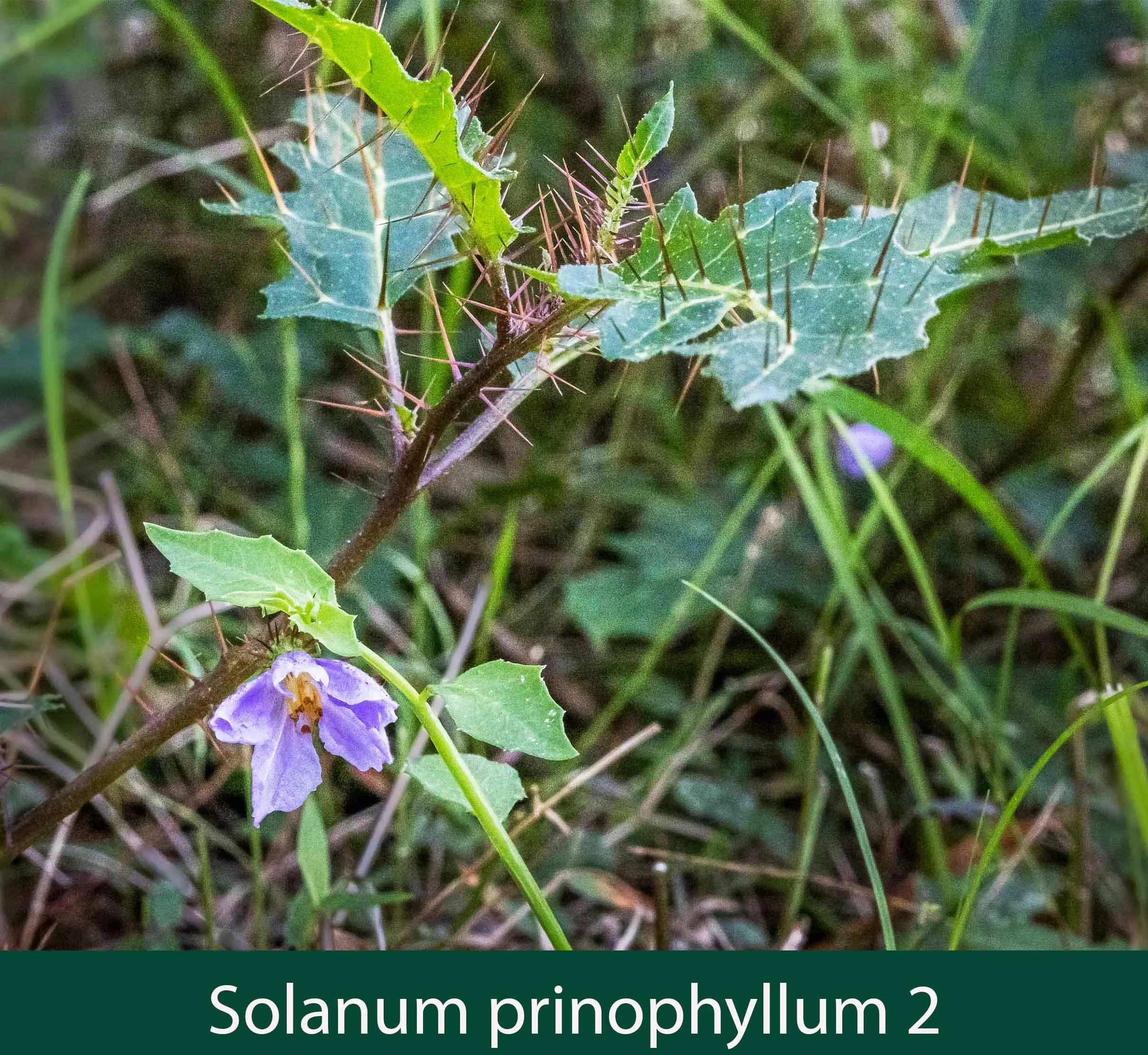 Solanum  prinophyllum 2_.jpg
