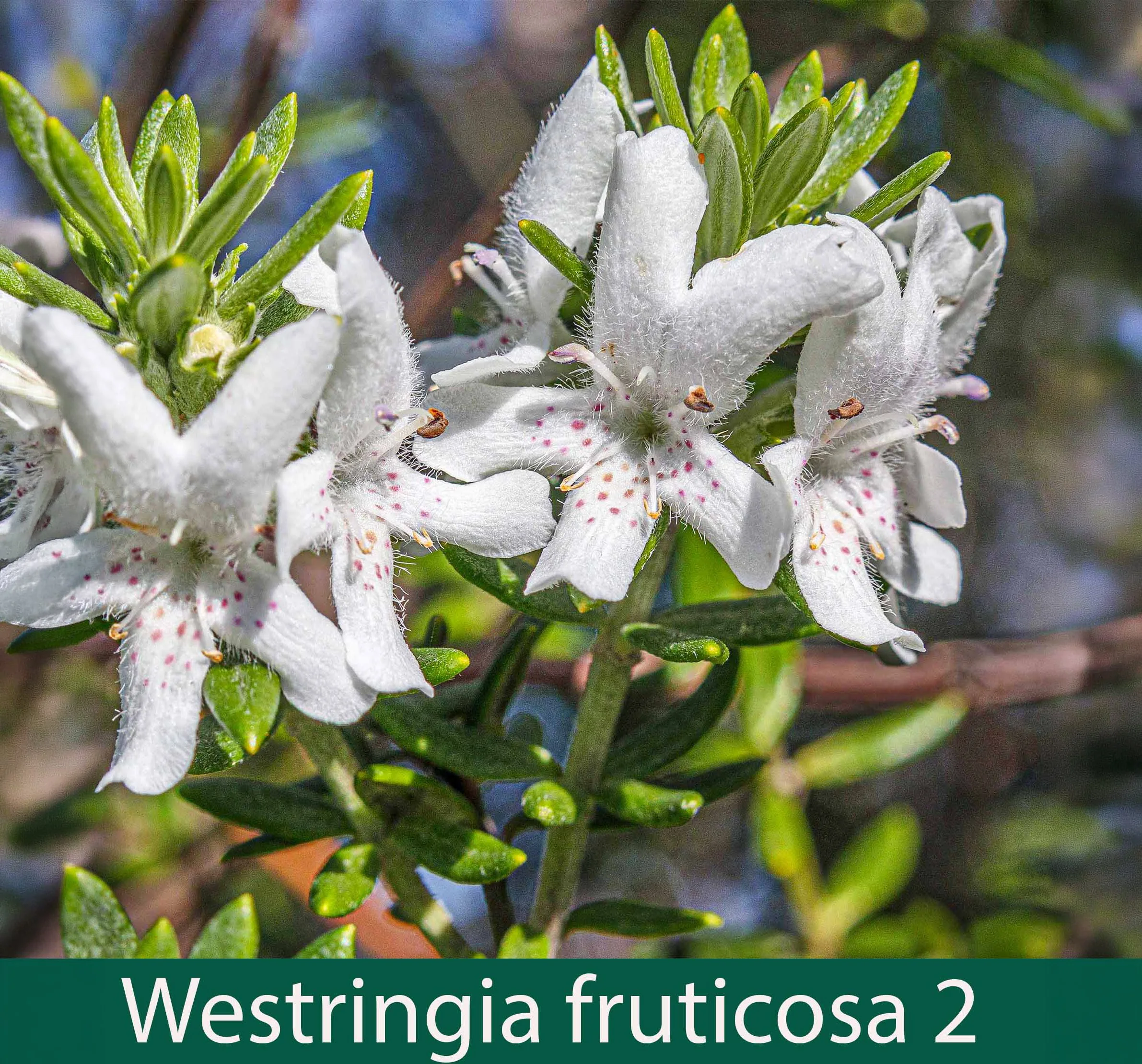 Westringea fruticosa 2_.jpg