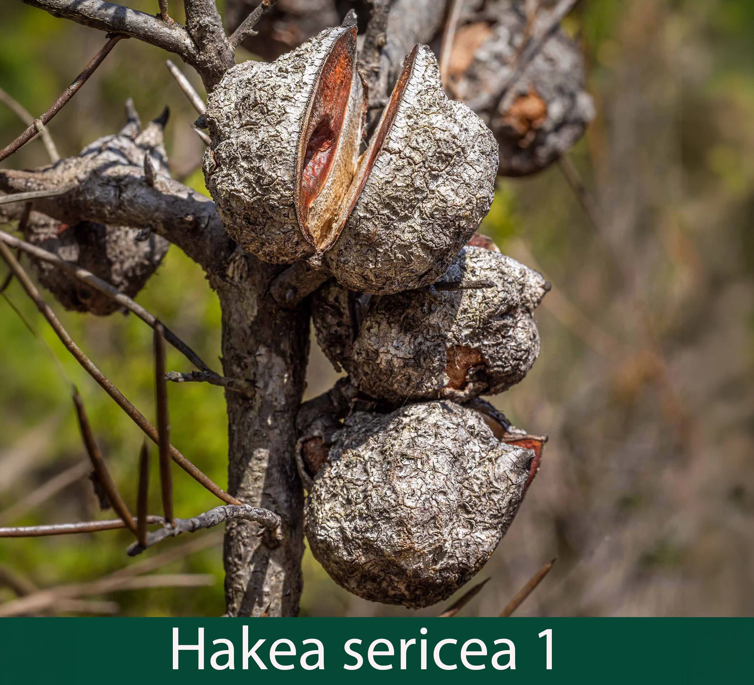 Hakea sericea 1_.jpg