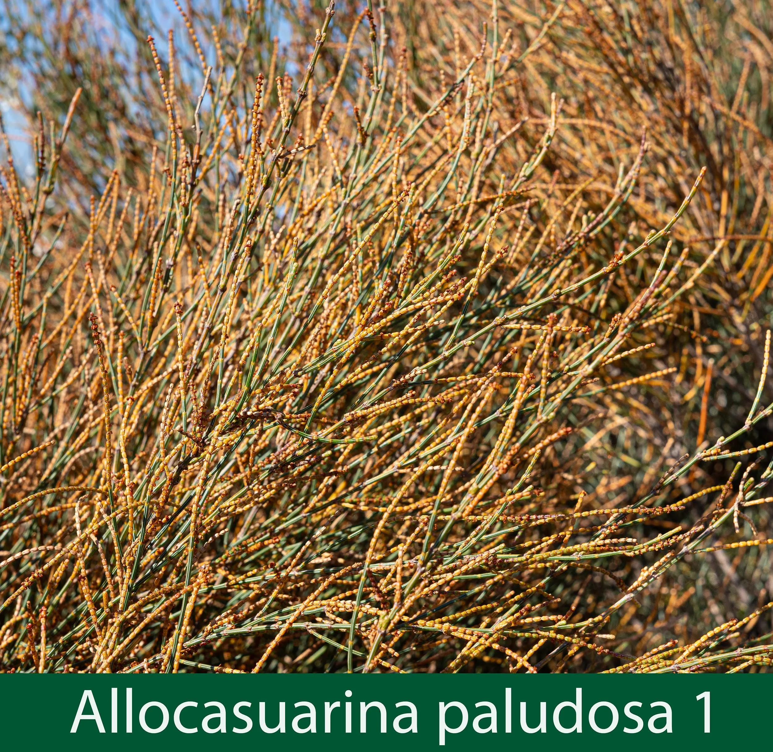 Allocasurarina paludosa 1-261A8924.jpg