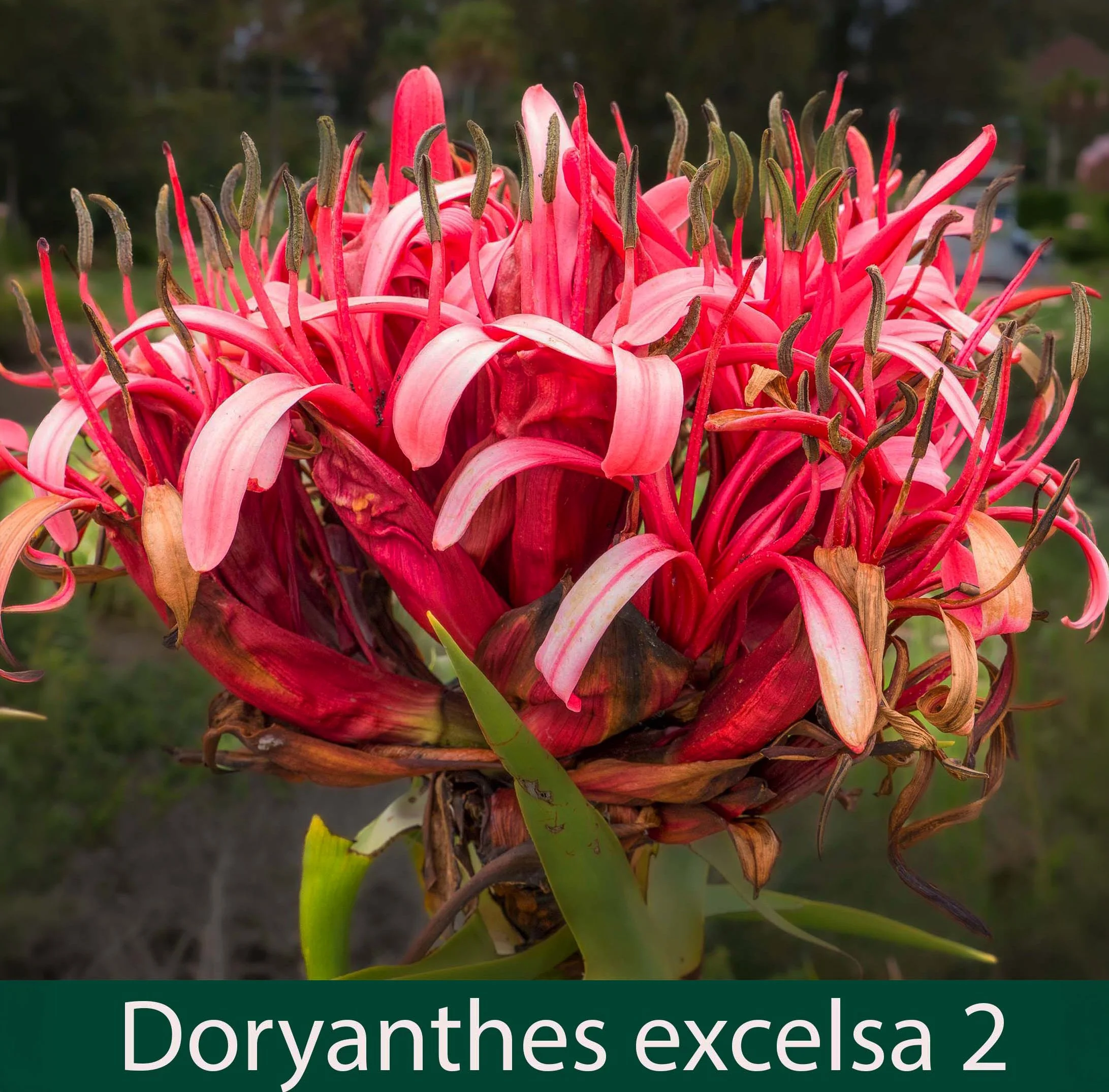 Doryanthes excelsa 2   Gymea lily.jpg