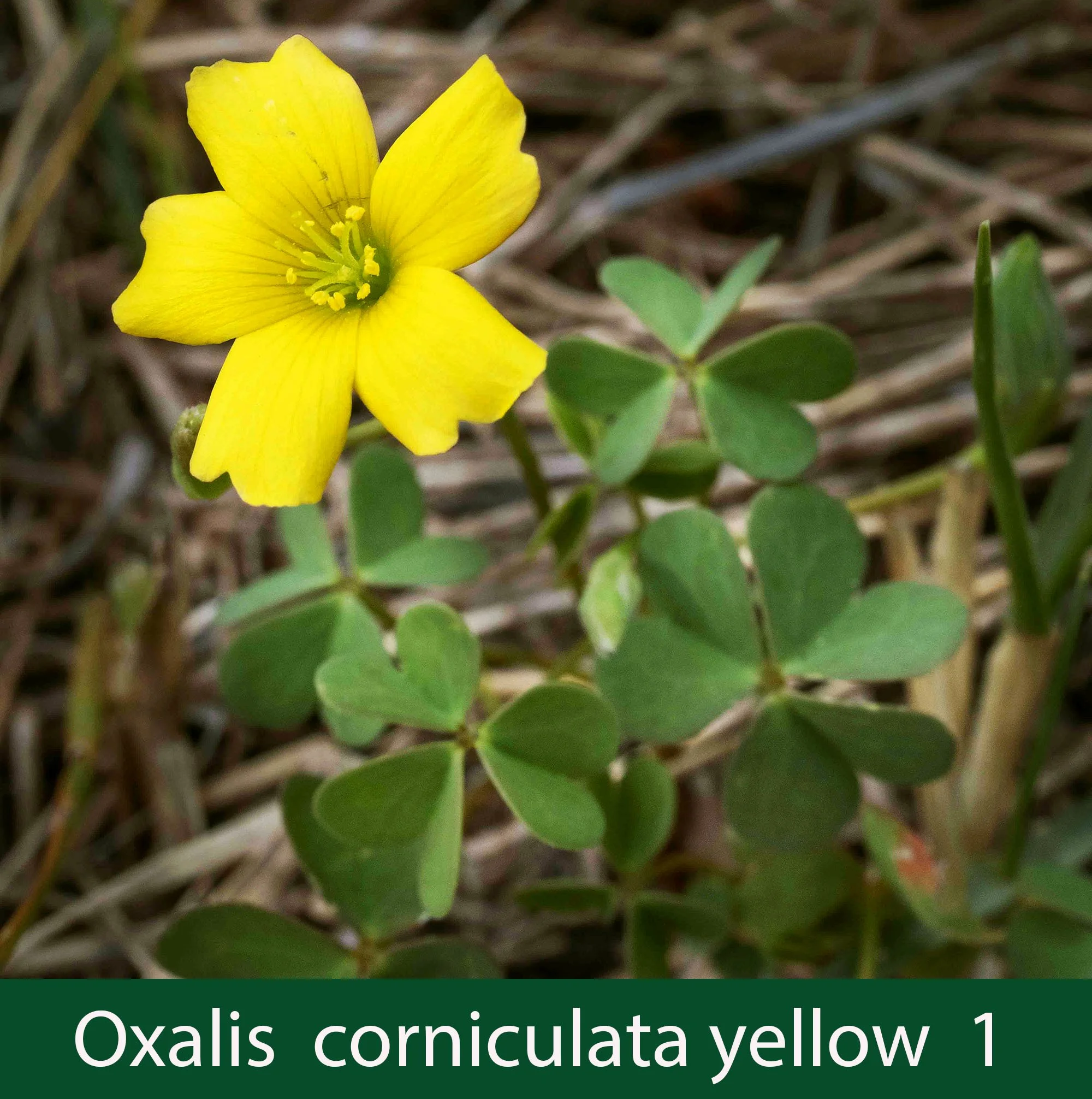 Oxalis corniculata yellow 1_.jpg