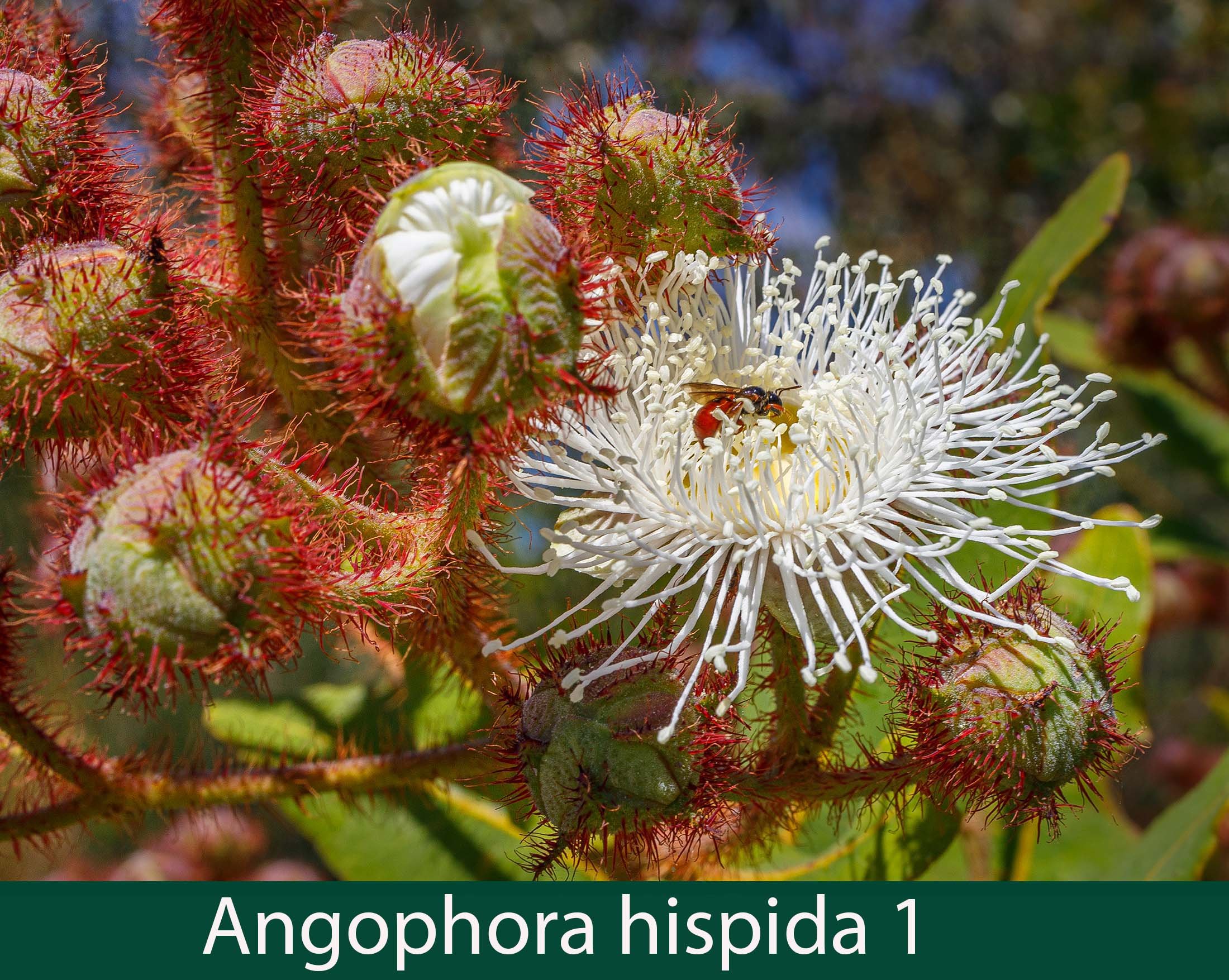 Angophora hispida 1.jpg