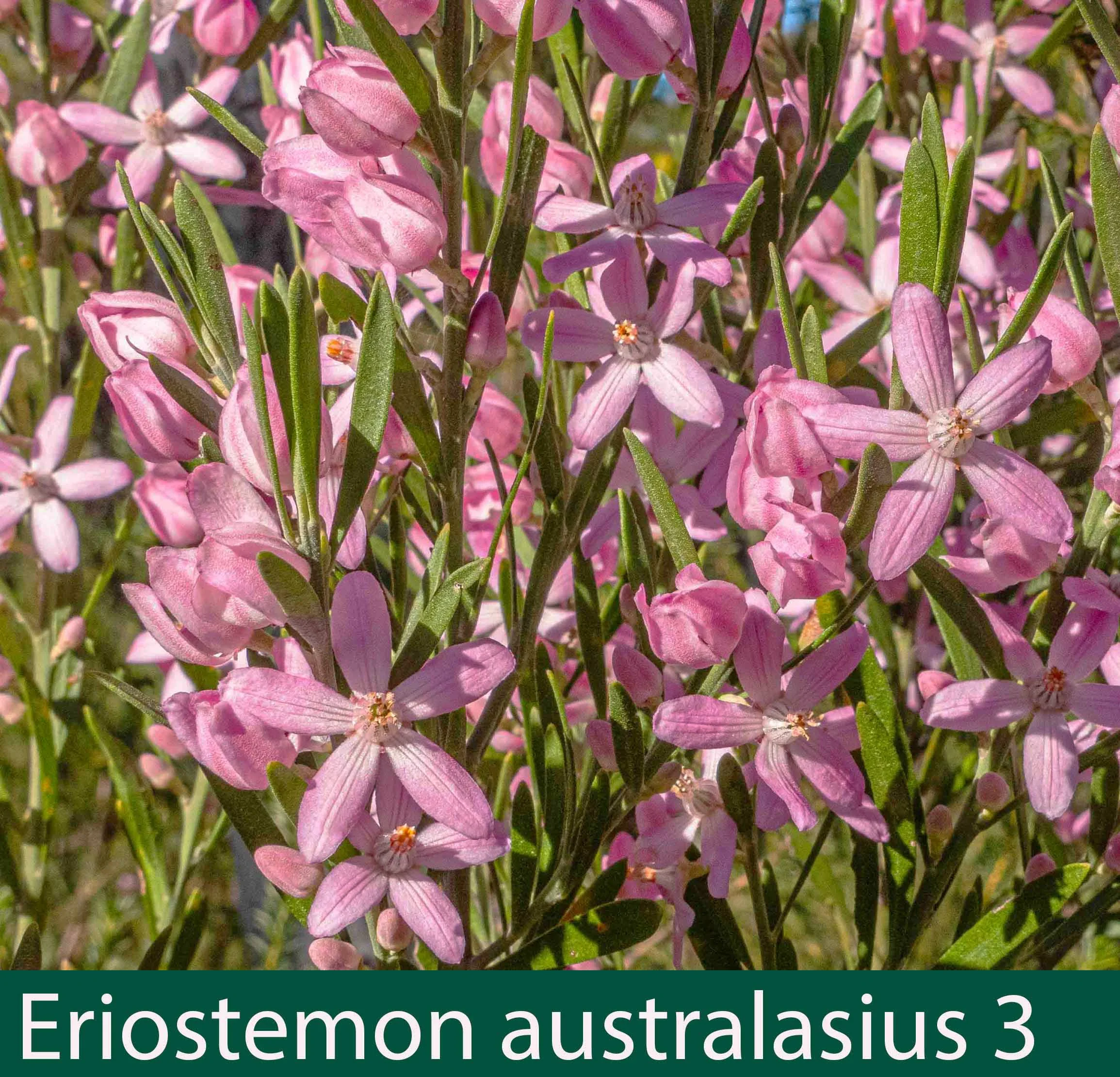 Eriostemon australasius 3.jpg