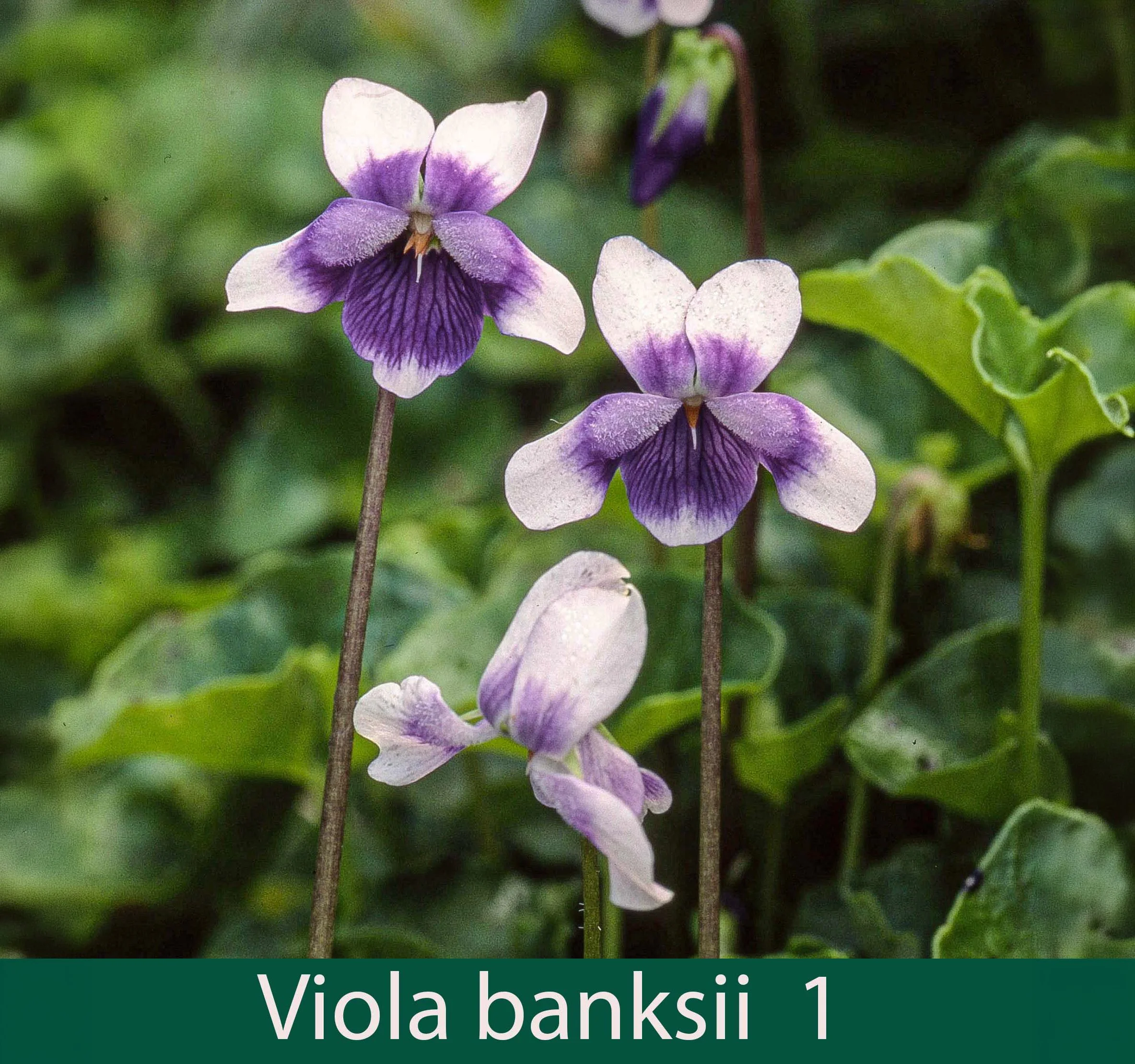 Violacea banksii 1_.jpg