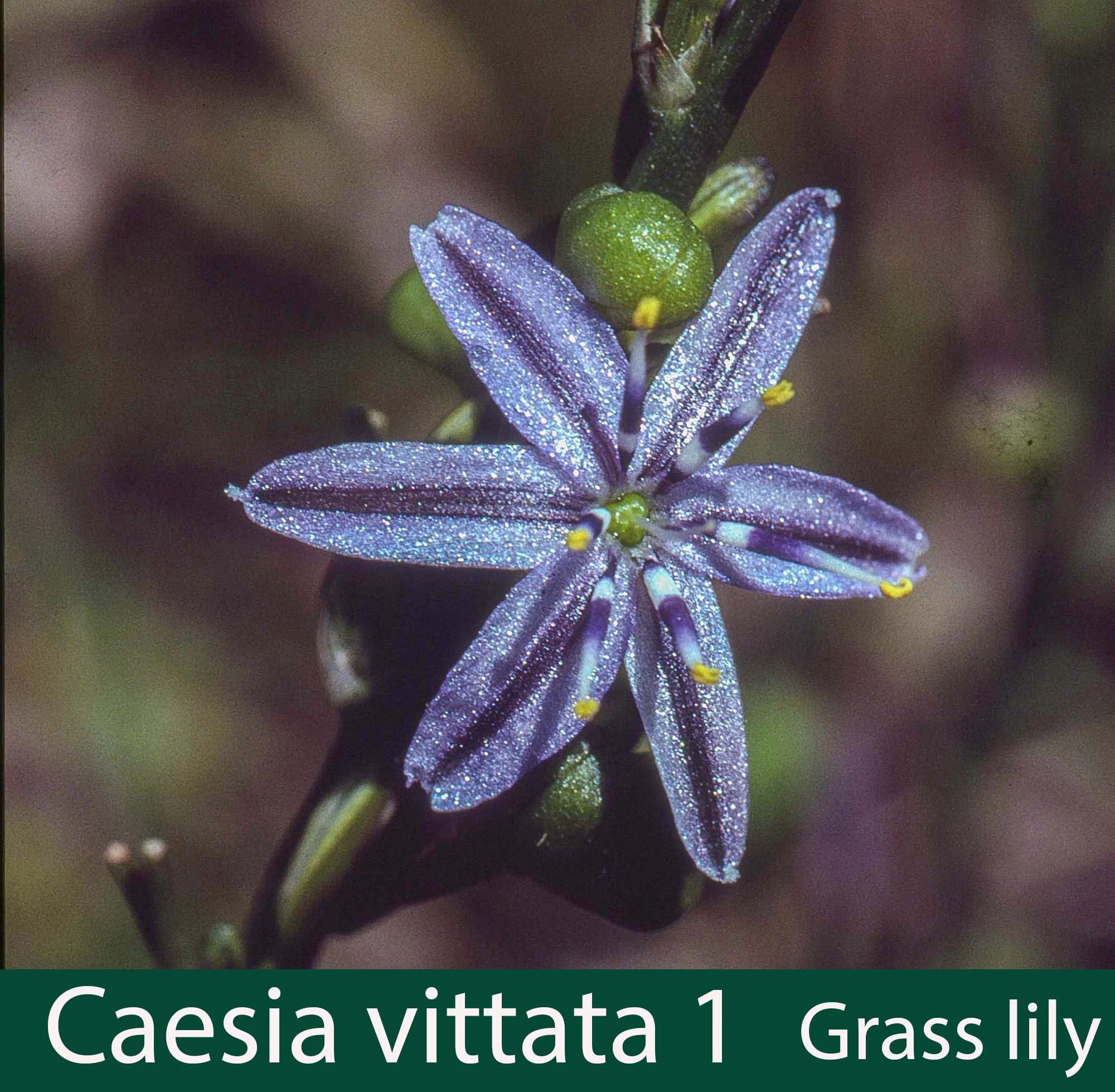 Caesia vittata 1   Grass lily.jpg
