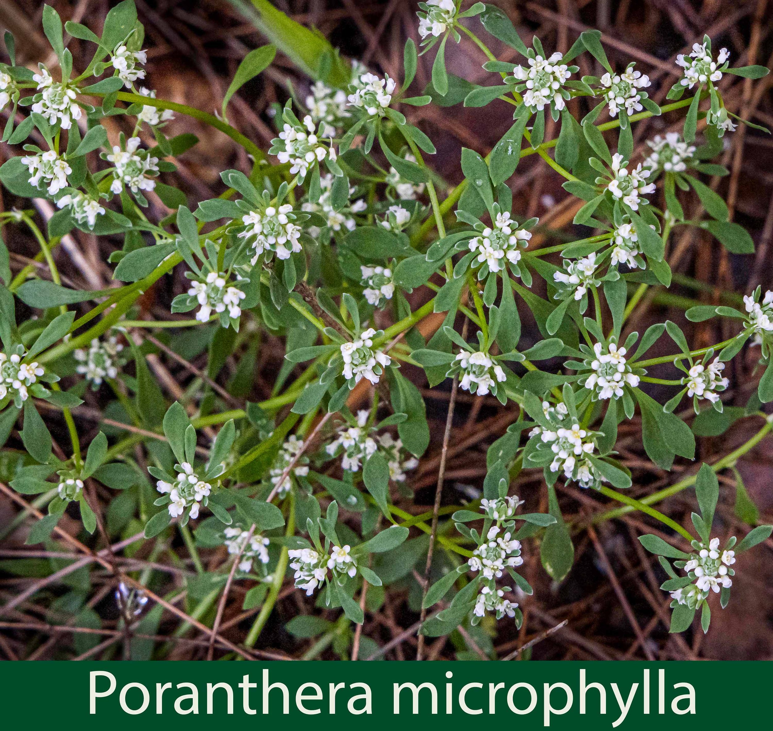Poranthera microphylla--.jpg
