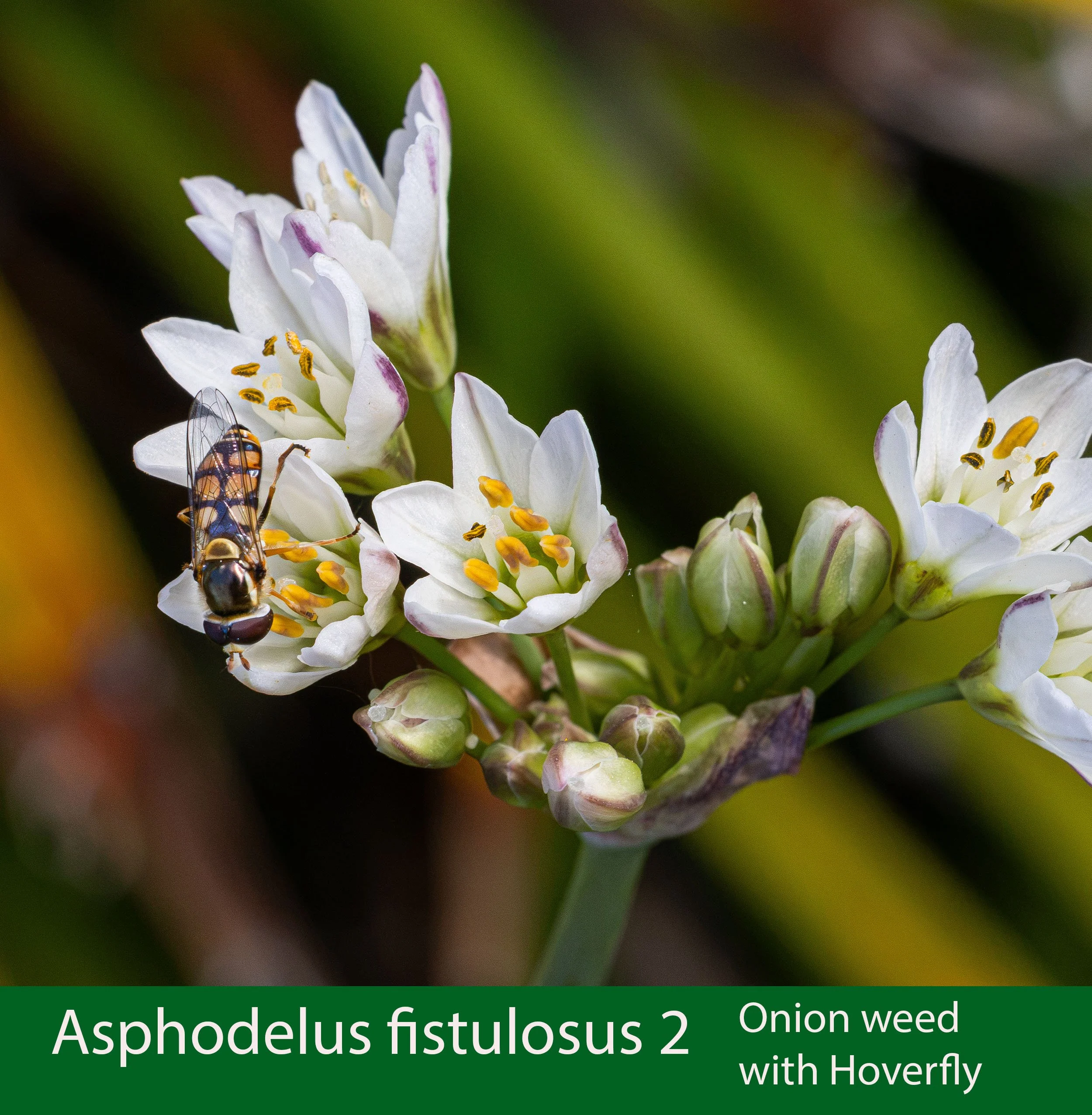 Asphodelus fistulosus-2- with hoverfly--a-261A1920.jpg