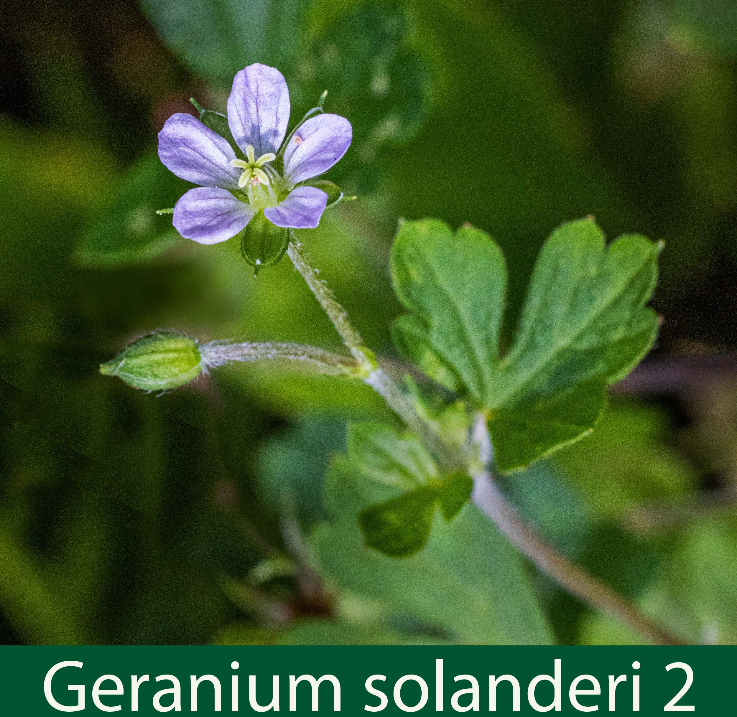 Geranium solanderi 2.jpg