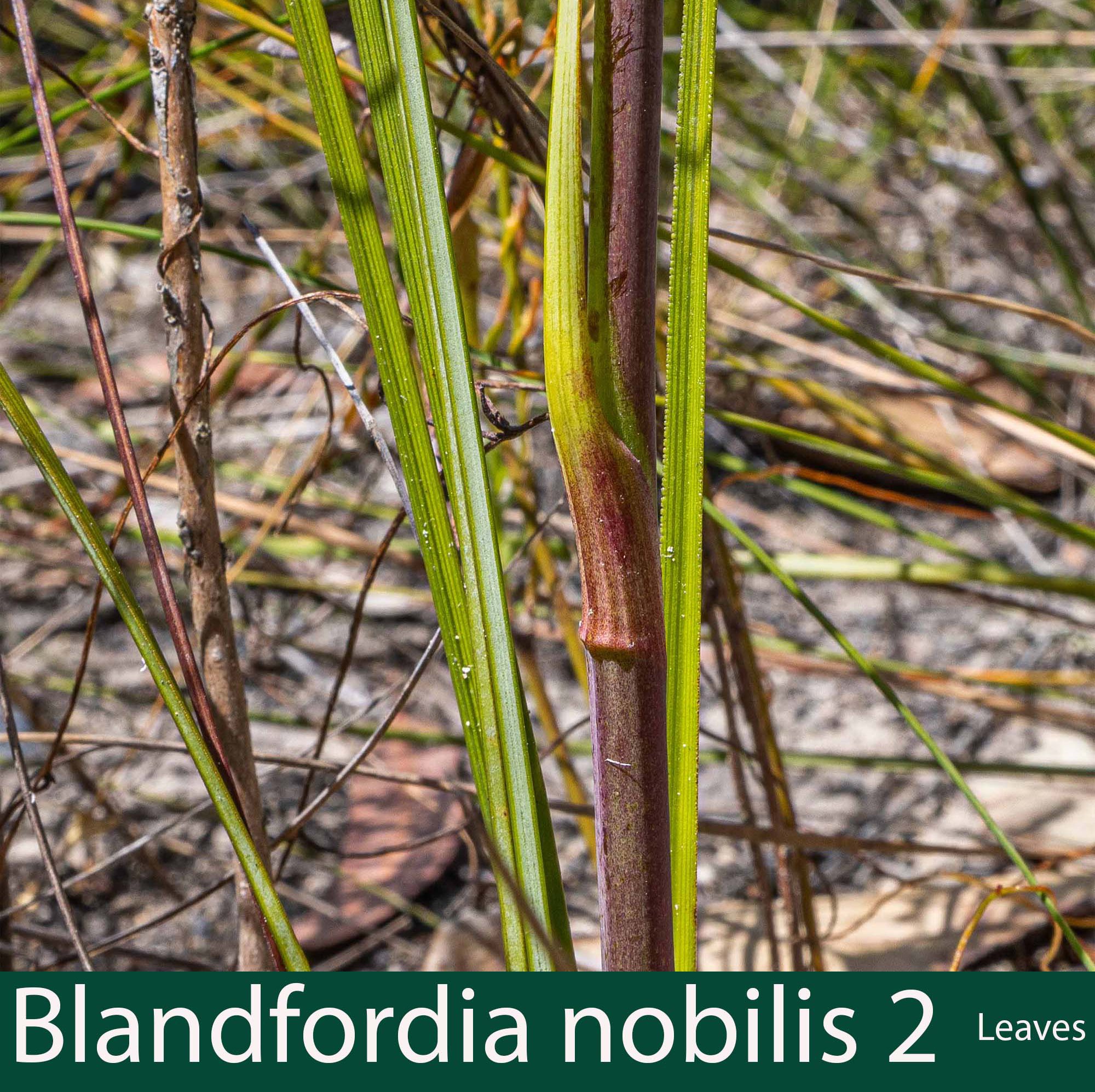 Blandfordia nobilis 2   leaves.jpg