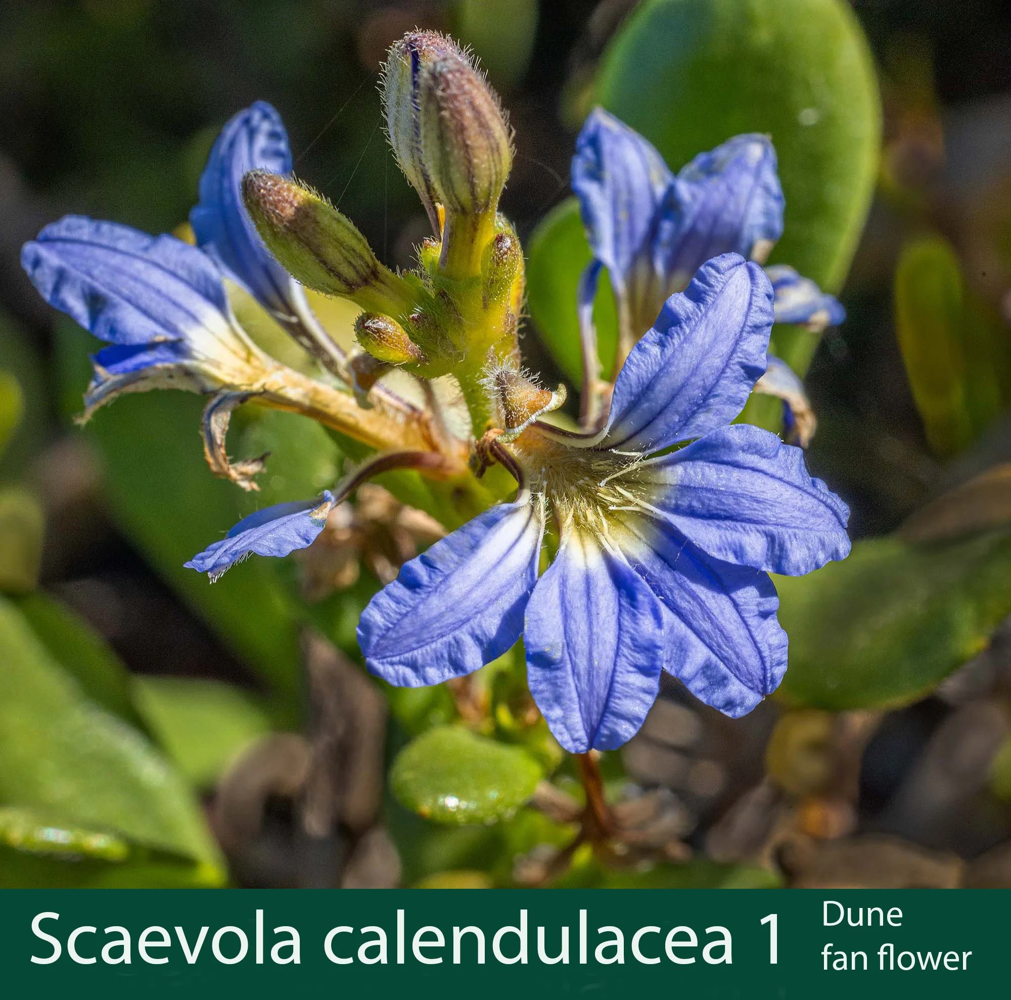 Scaevola calendulacea 1.jpg