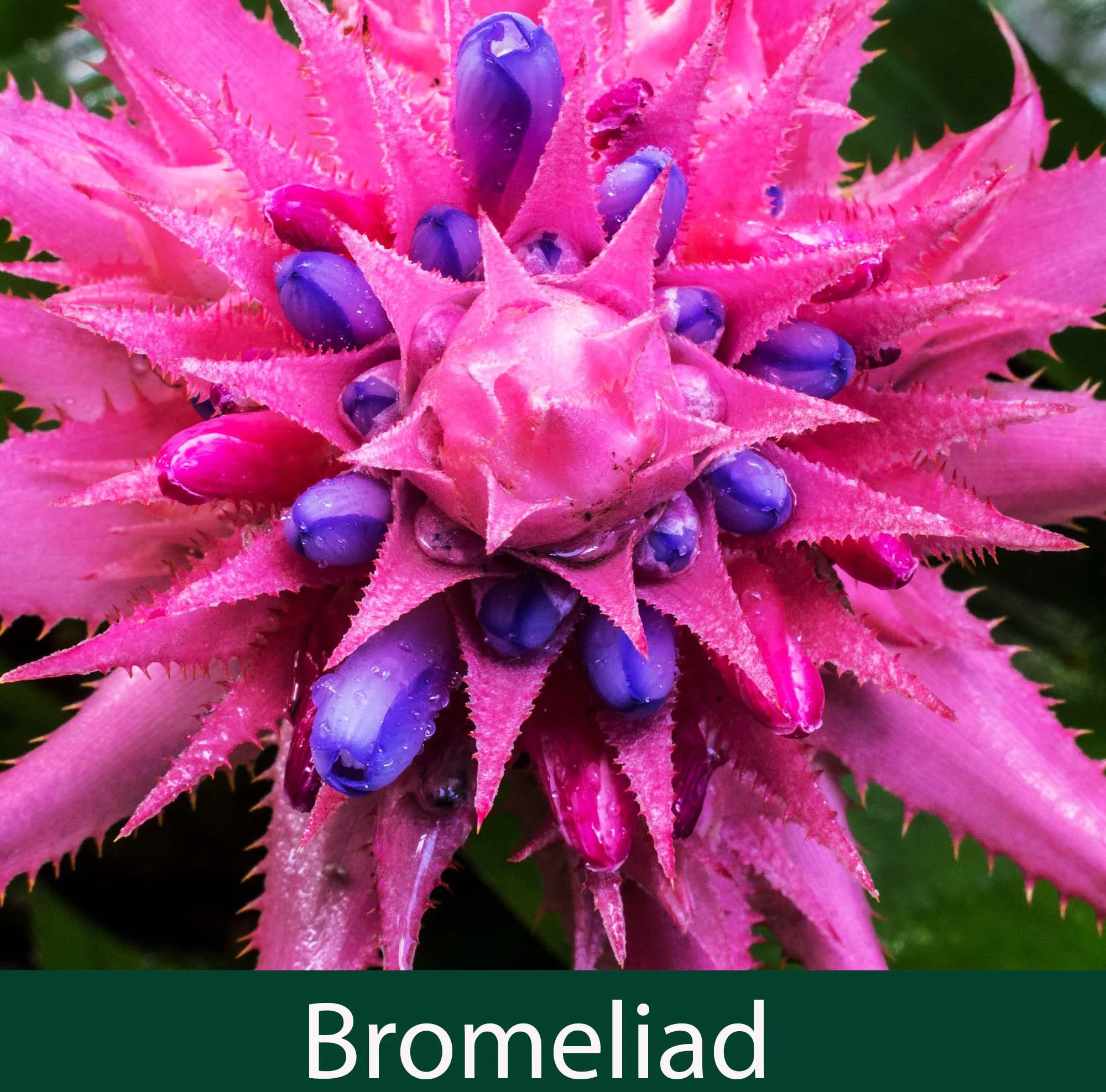 Bromeliad 1_.jpg
