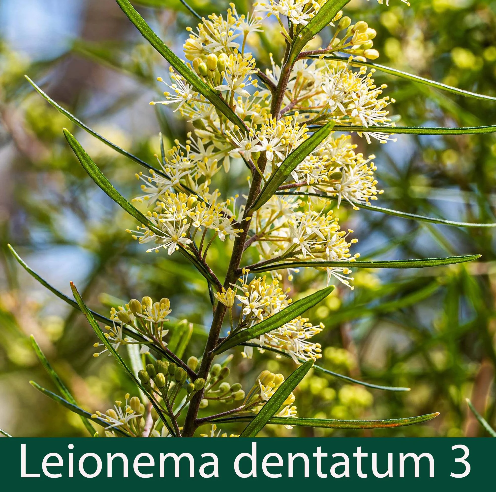 Leionema dentatum 3_.jpg