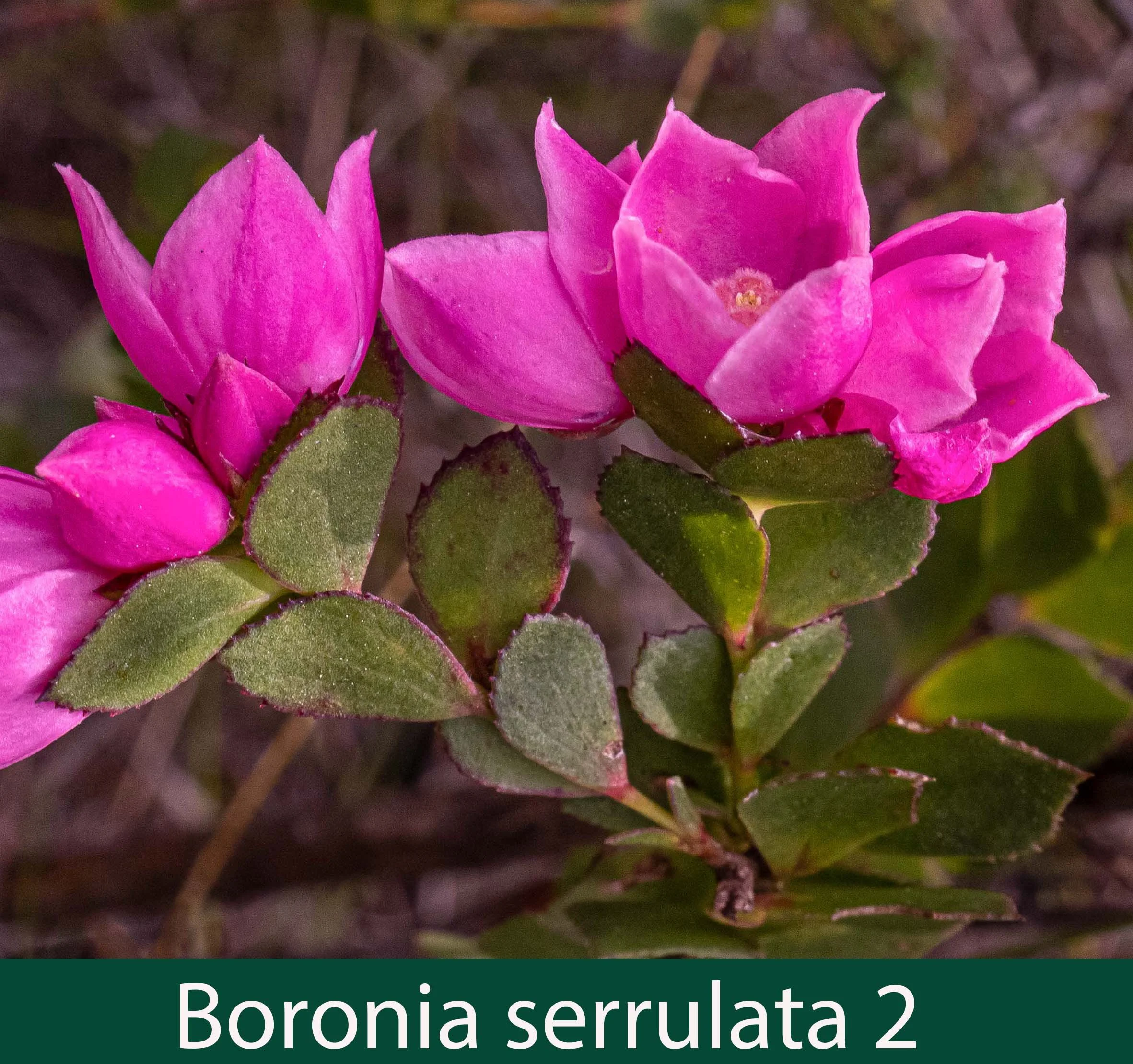 Bopronia serrulata 2   Native Rose.jpg