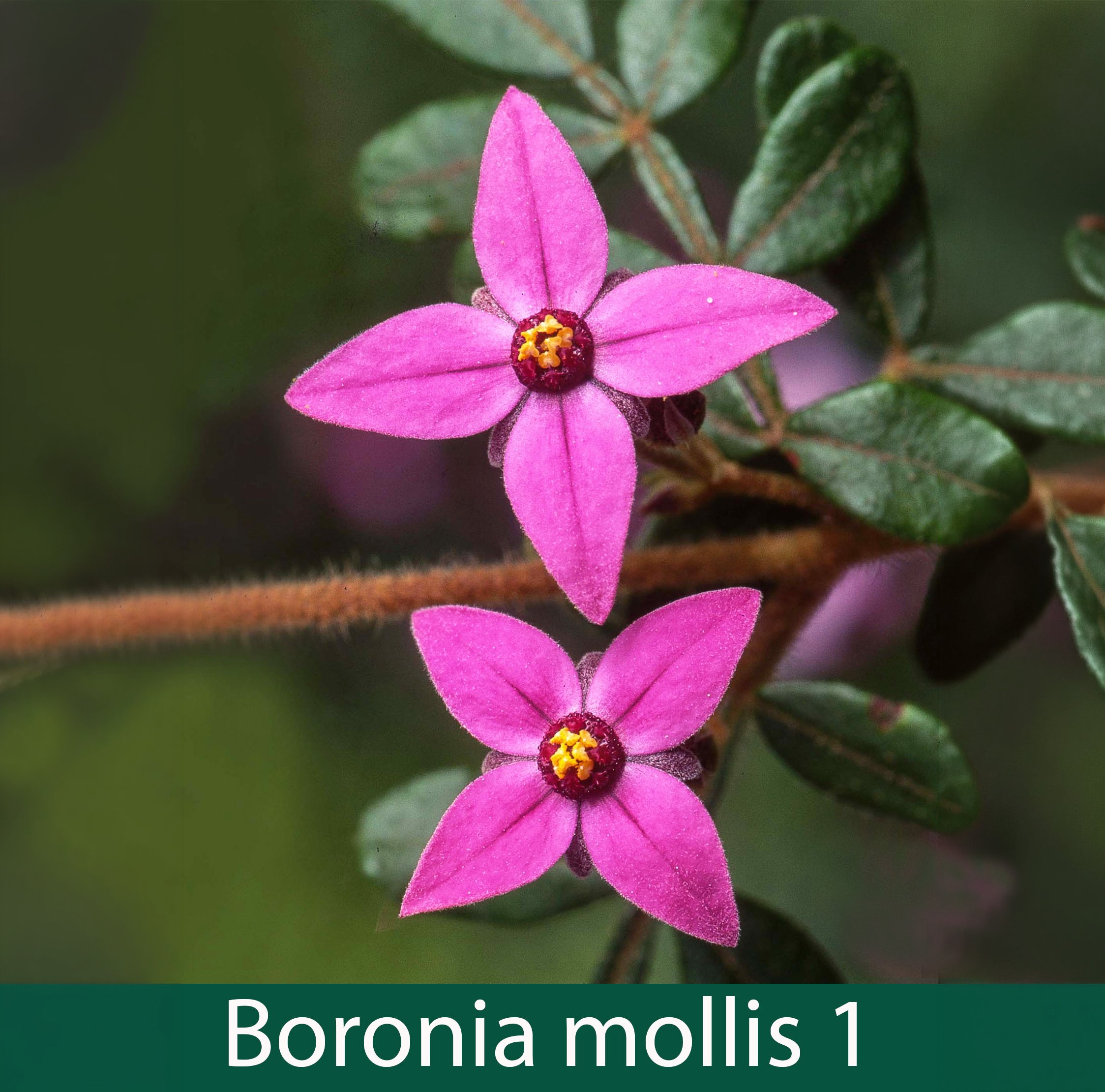 Boronia mollis 1_.jpg