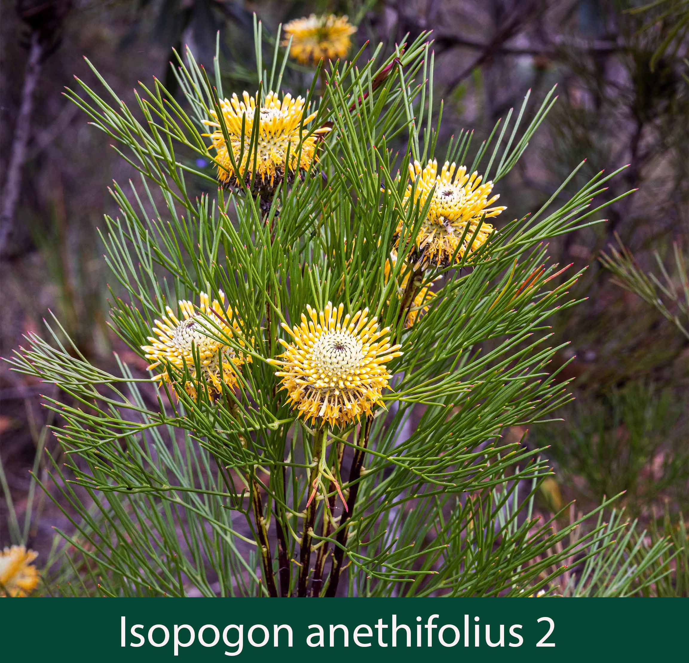 Isopogon anethifolius 2_.jpg