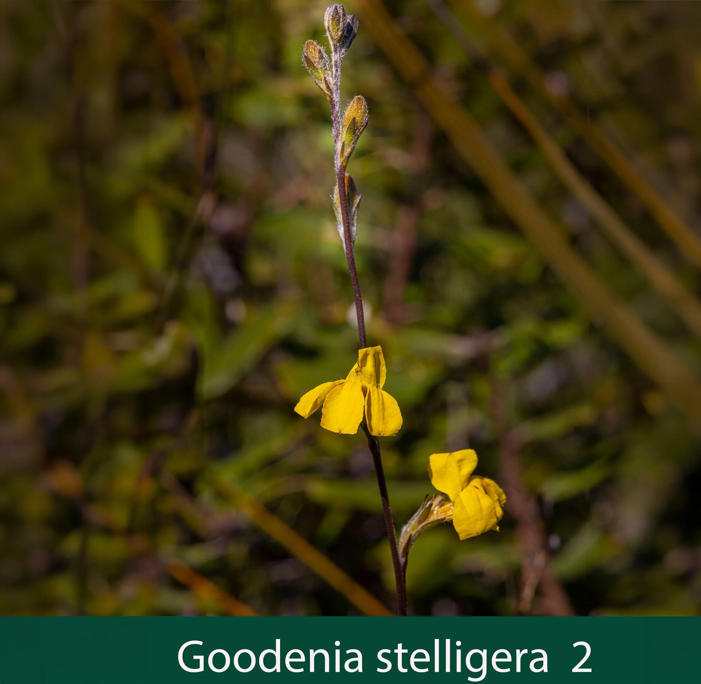 Goodenia stelligera 2.jpg