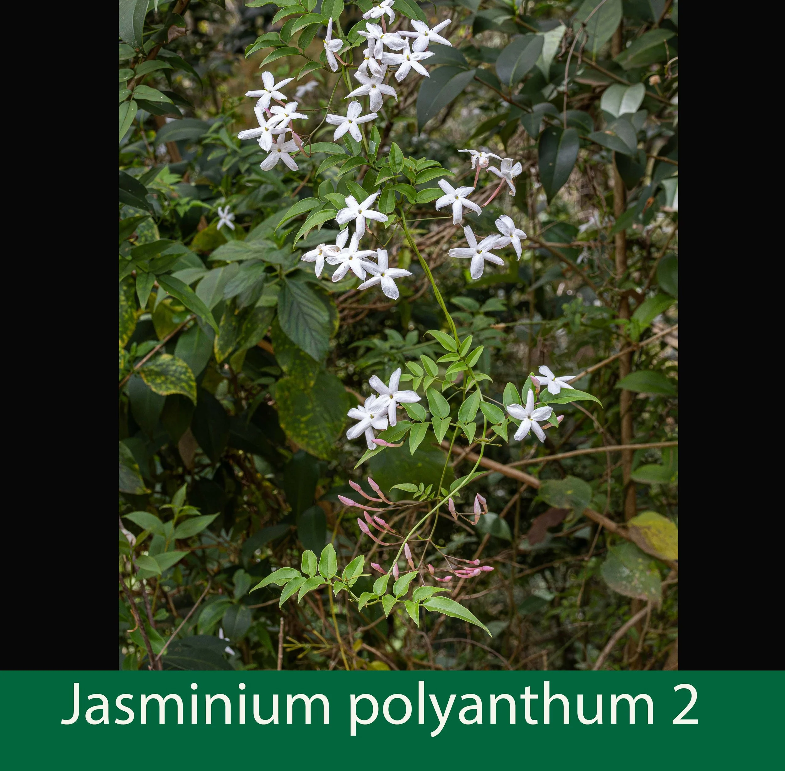 Jasminium polyanthum-2--Pink Jasmine-261A1755 copy.jpg