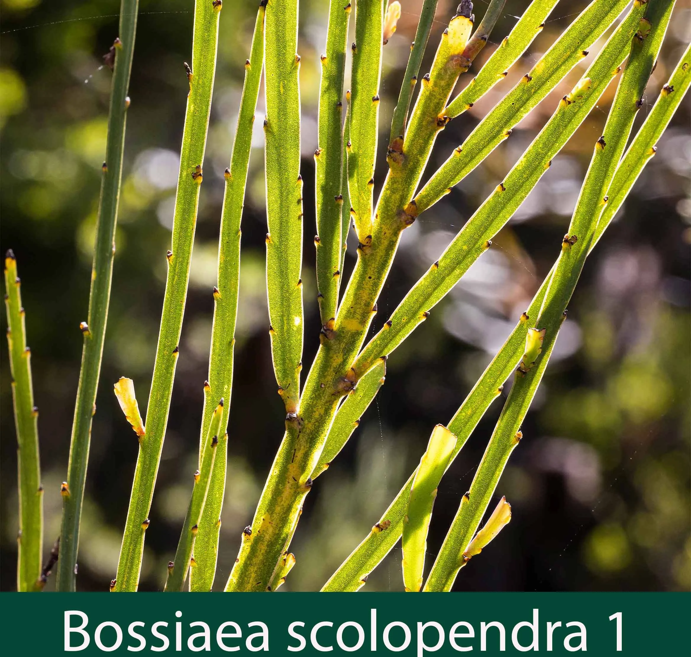 Bossiaea scolopendra  1_.jpg