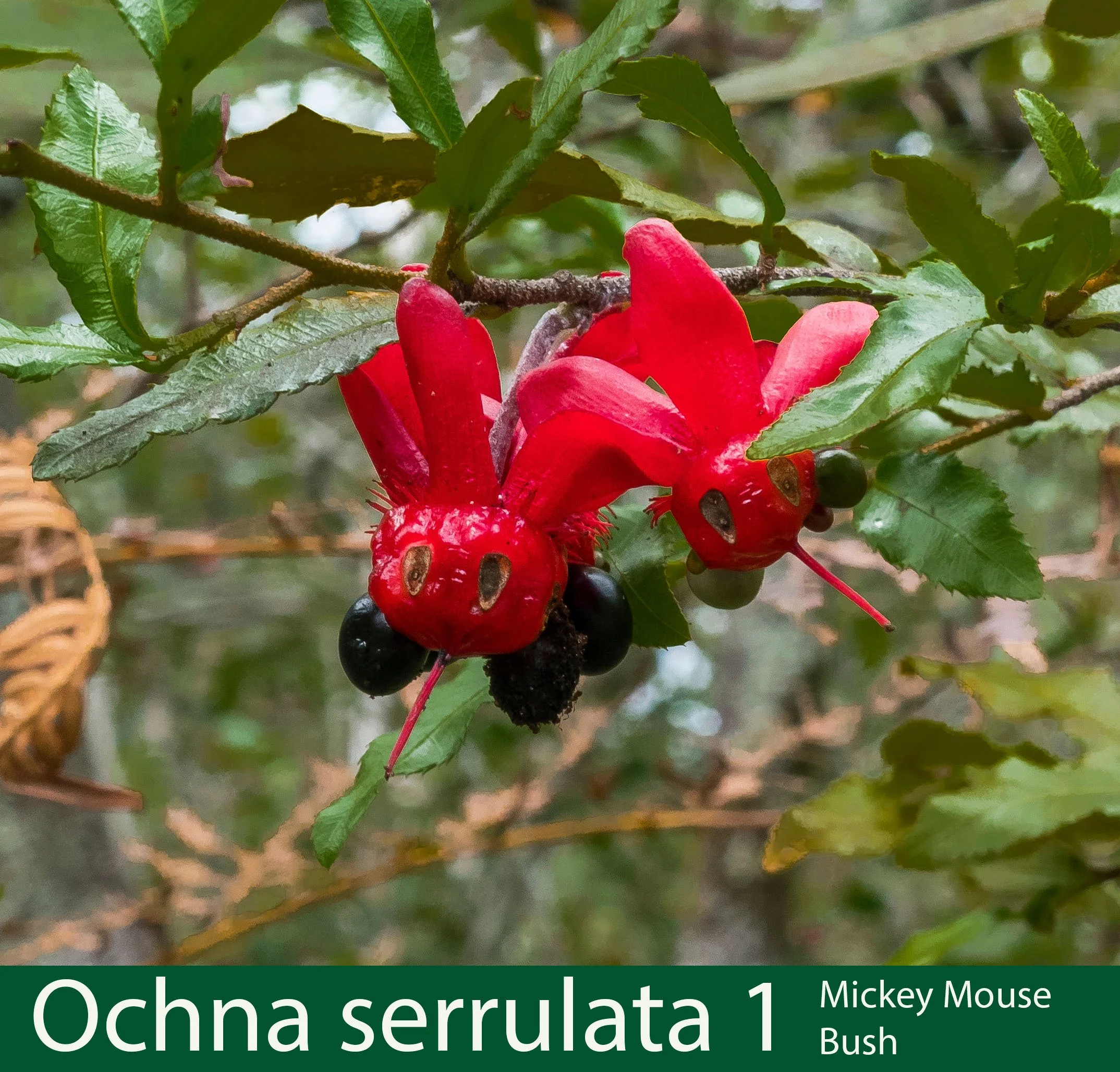 Ochna serrulata 1 mickey mouse plant _1110122-1 copy.jpg