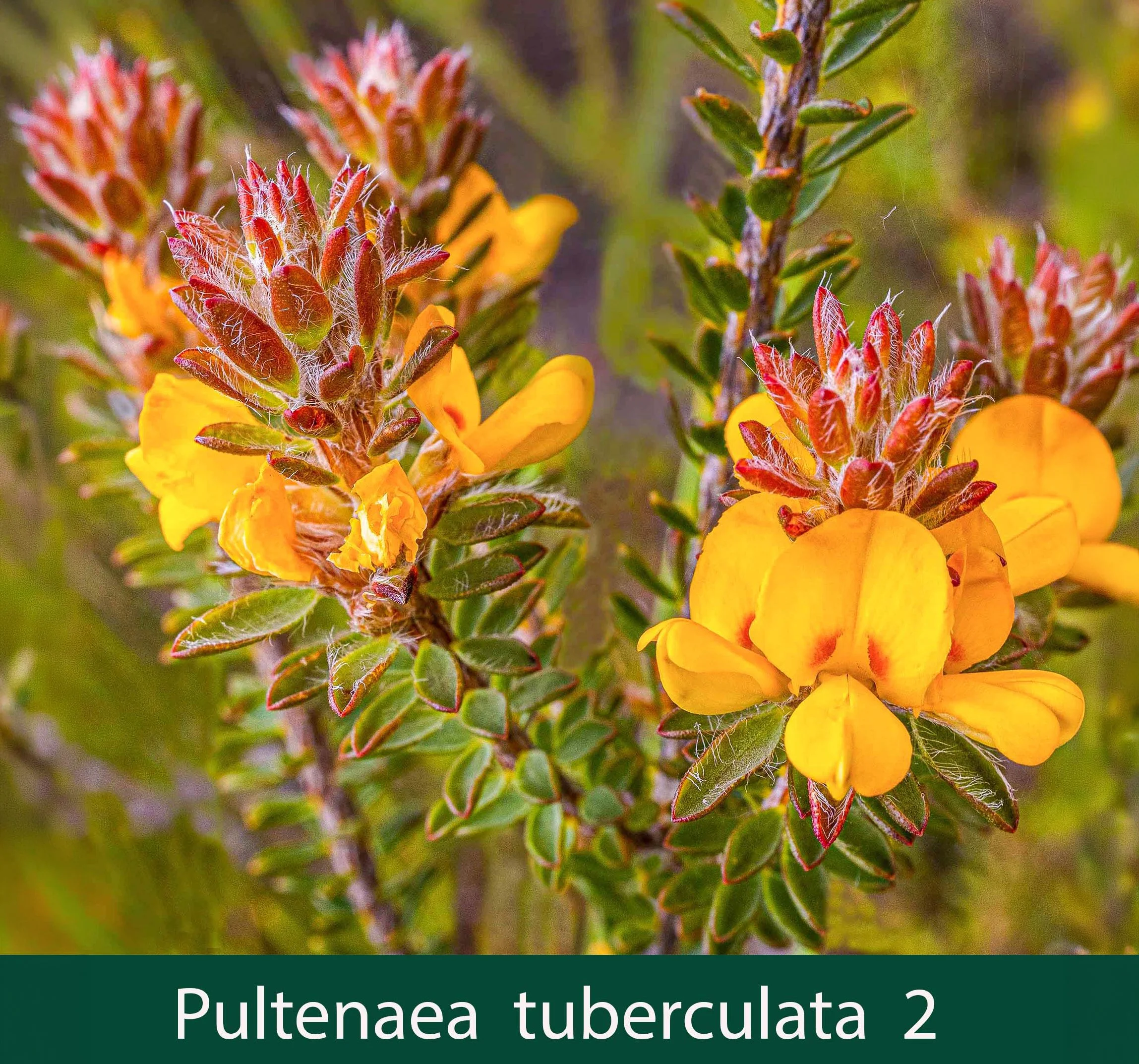 Pultenaea tuberculata 2_.jpg