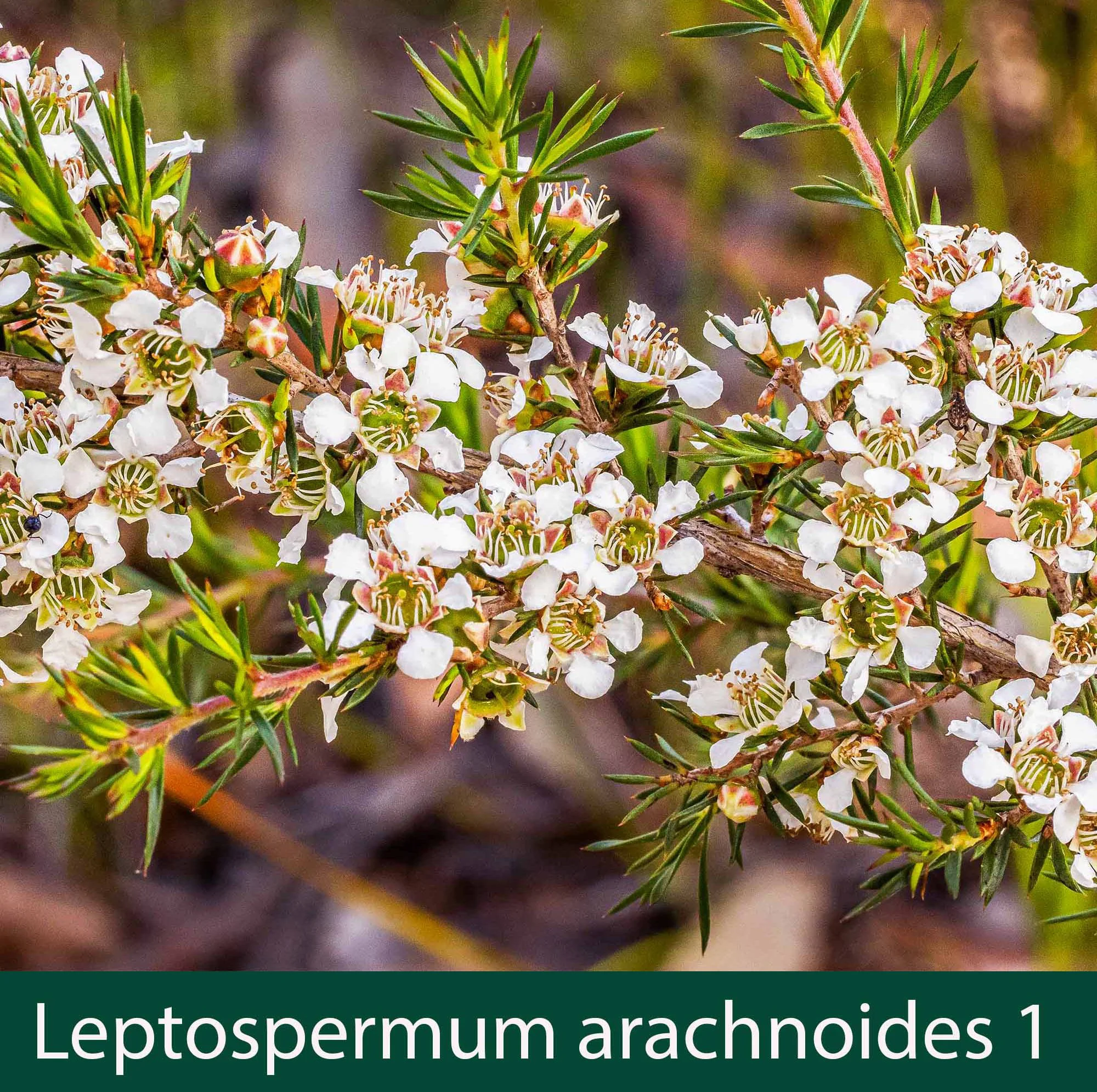 Leptospermum arachnoides 1_.jpg
