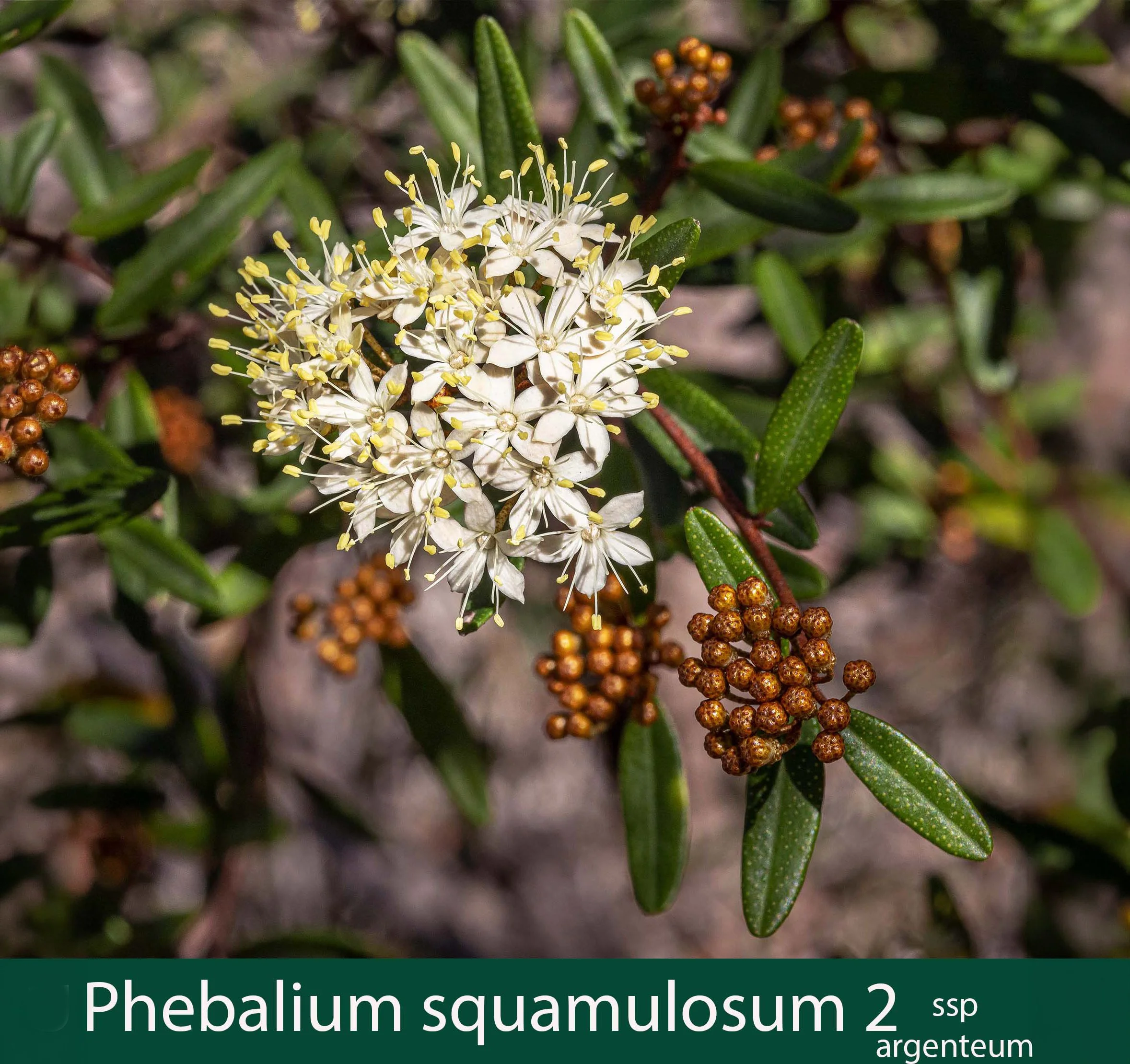 Phebalium squamulosum ssp argenteum 2_.jpg
