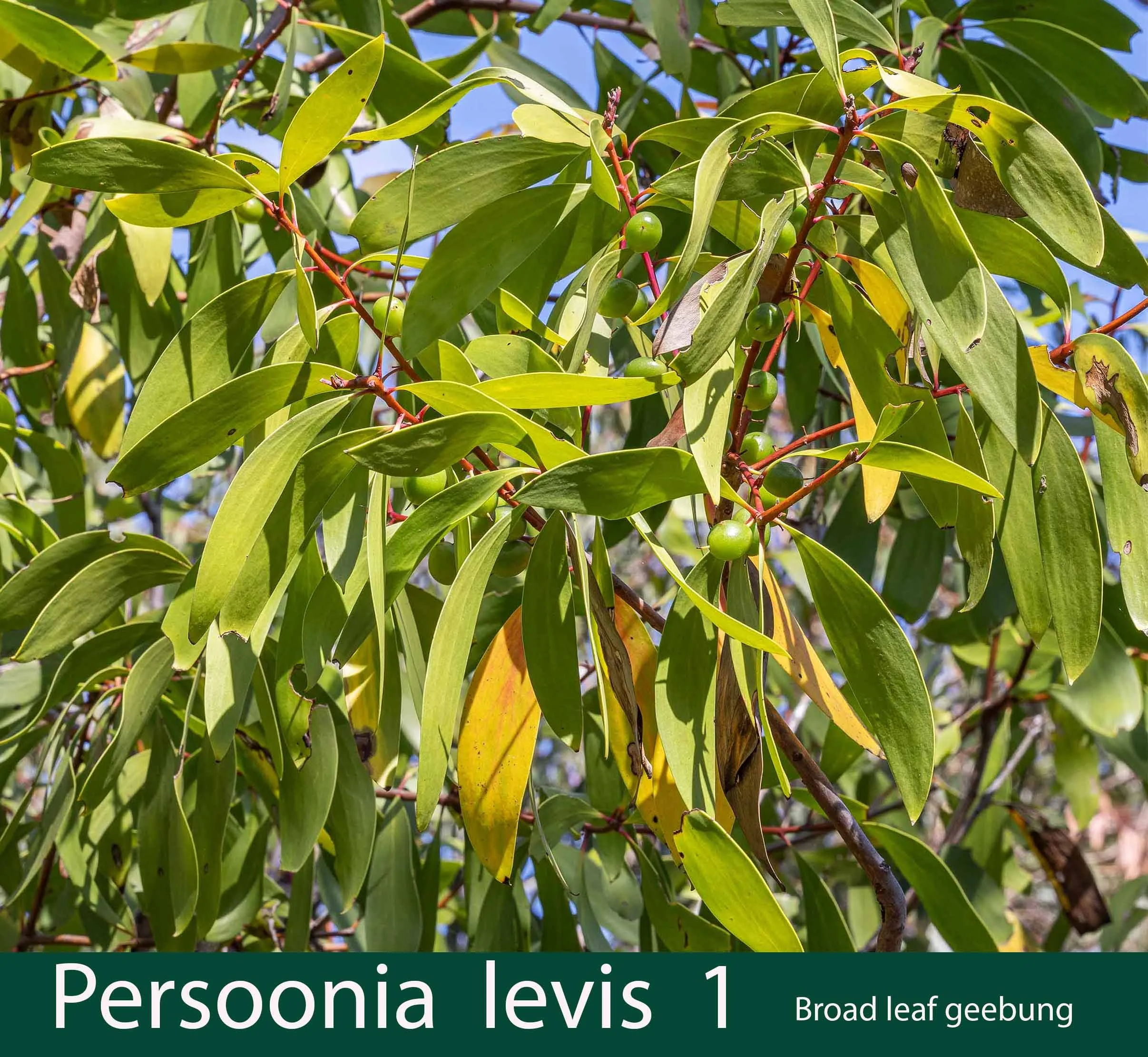 Persoonia levis 1   Broad leaf geebung.jpg