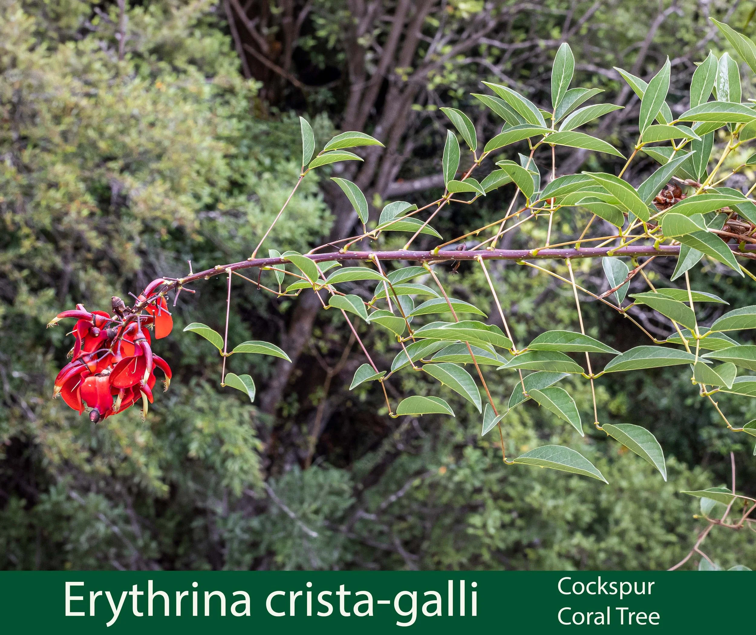 Erythrina crista-galli  Cockspur Coral Tree_.jpg